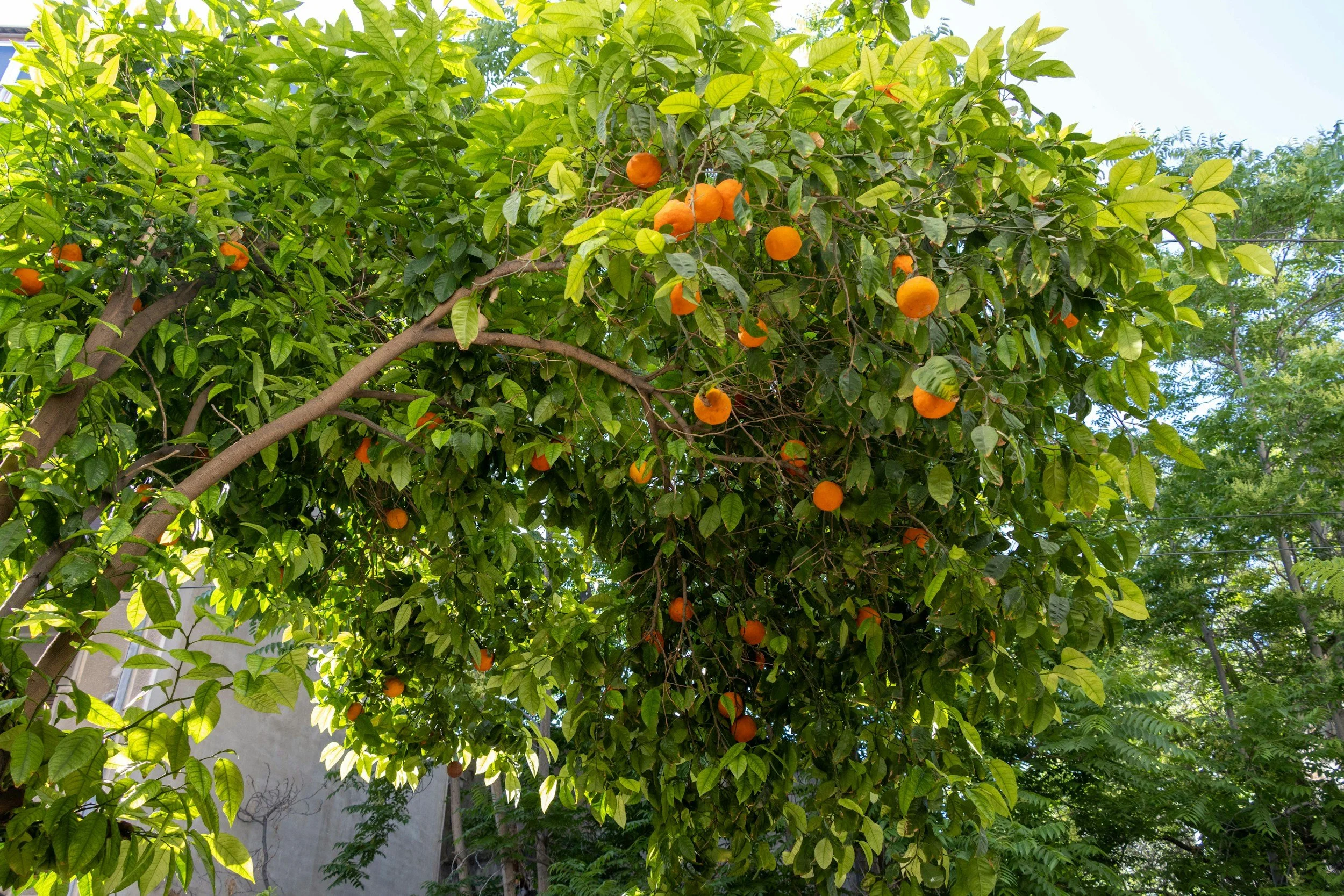 Master Gardener Speaker Series