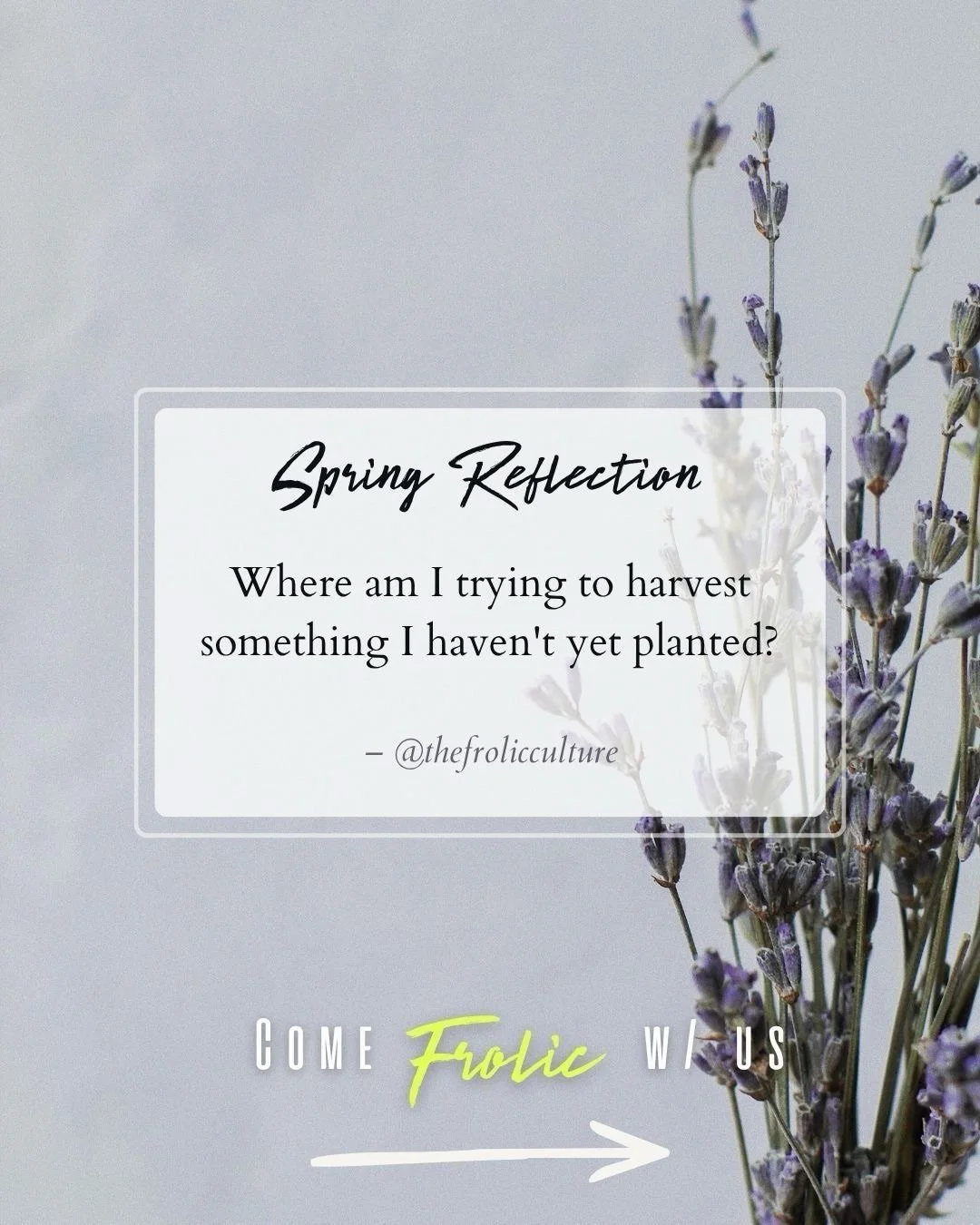 &ldquo;Where am I trying to harvest something I haven&rsquo;t yet planted?&rdquo;

Let us know in the comments!

#thefrolicculture
#springreflections