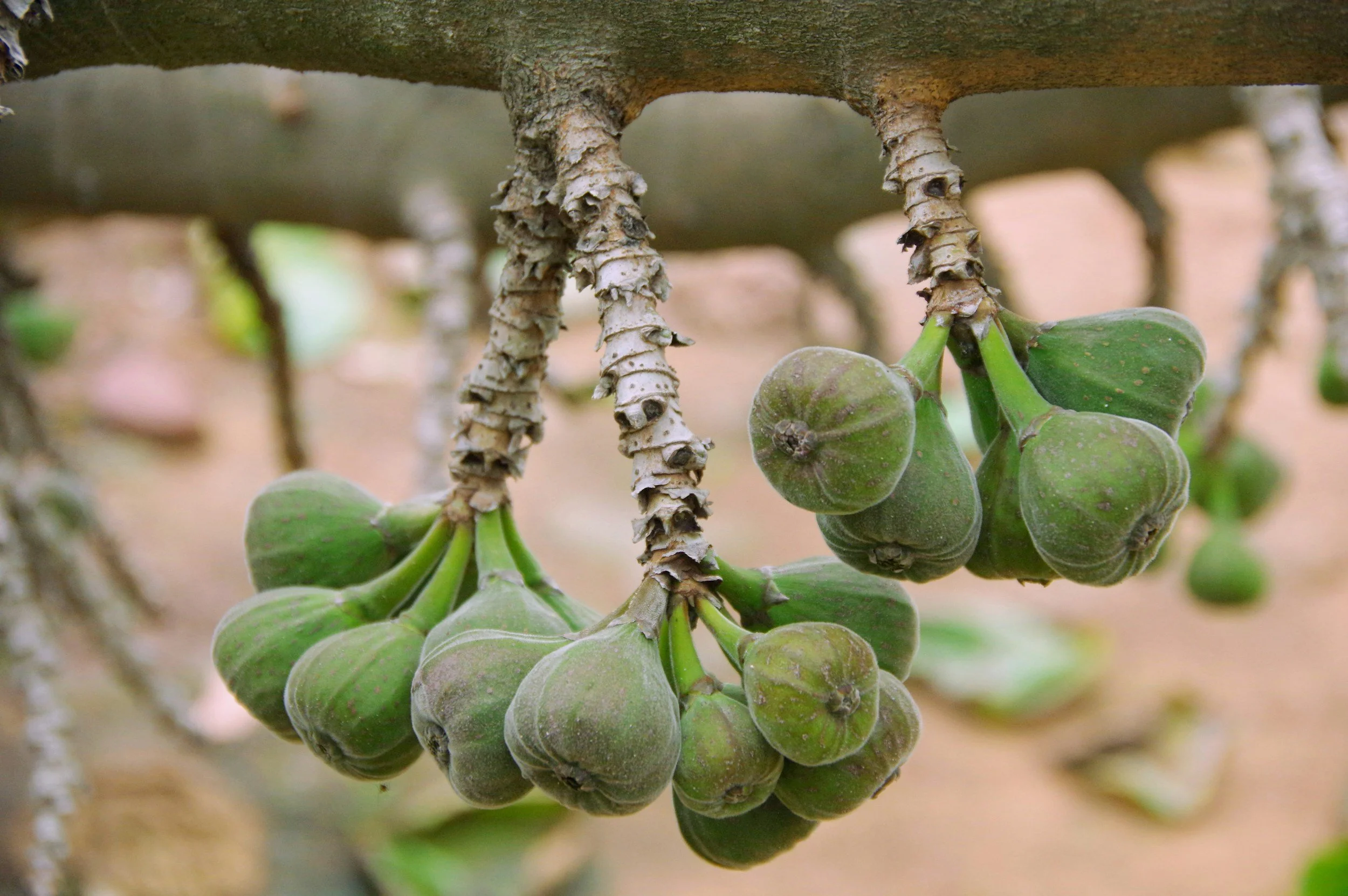 Mark 11:12-24 - Lessons on Prayer from a Fig Tree!