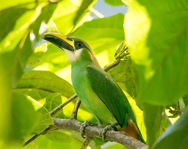 Emerald-Toucanet.jpg