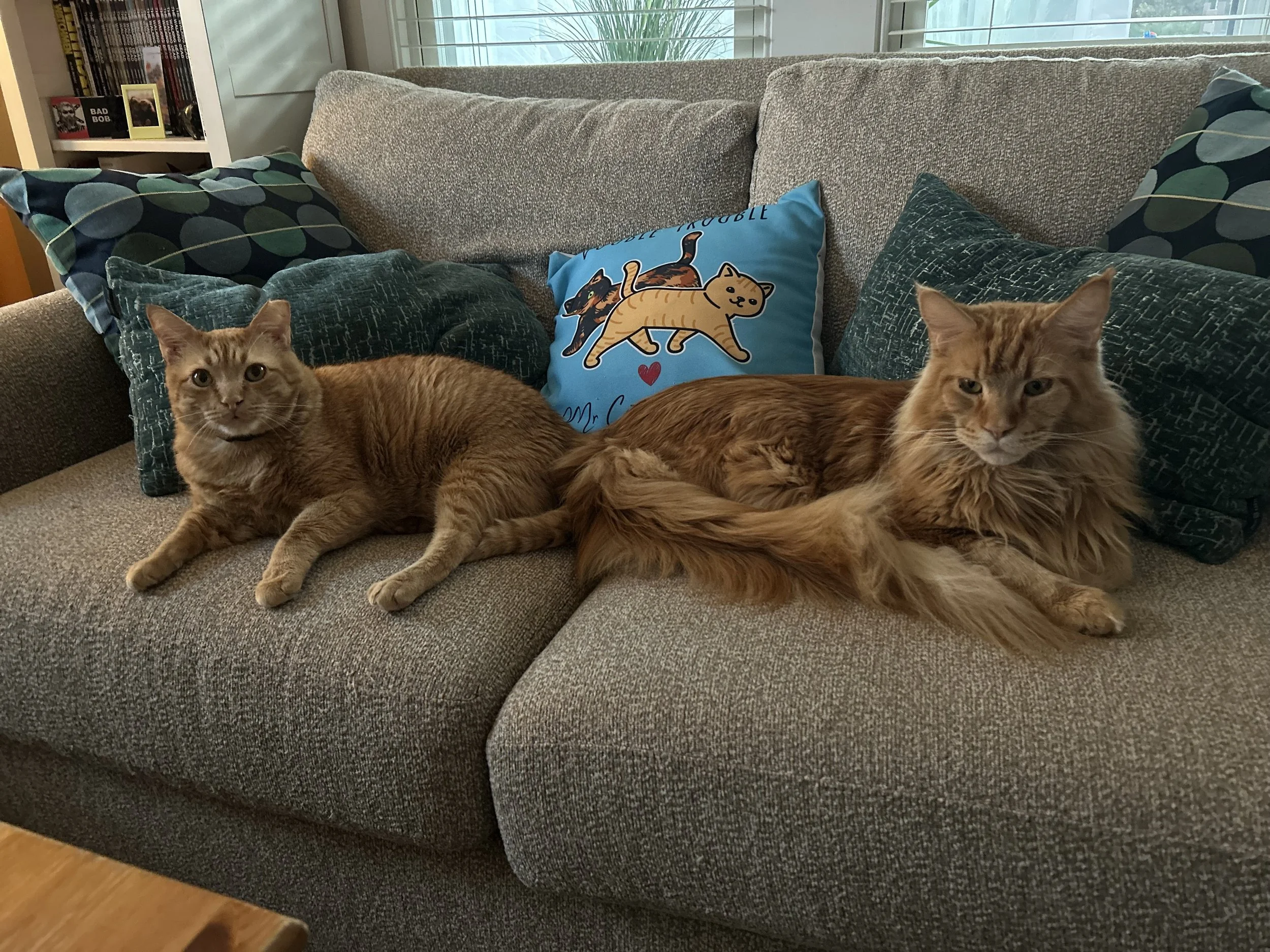 Two orange tabby cats lying on a gray couch surrounded by decorative pillows, including one with cartoon cats and the words "Mr. Cat".