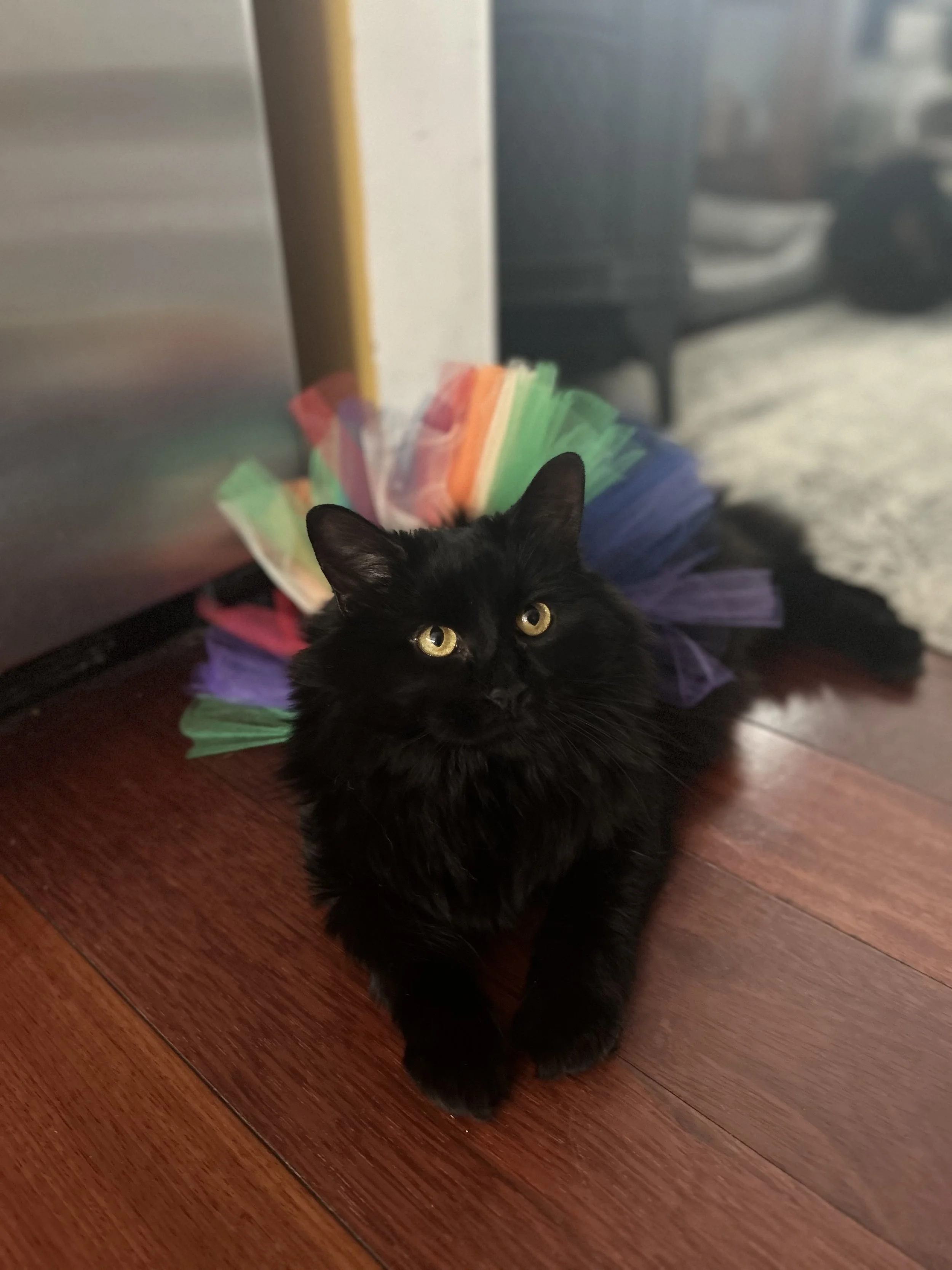 A black cat with yellow eyes lying on a wooden floor, wearing a colorful rainbow tutu.