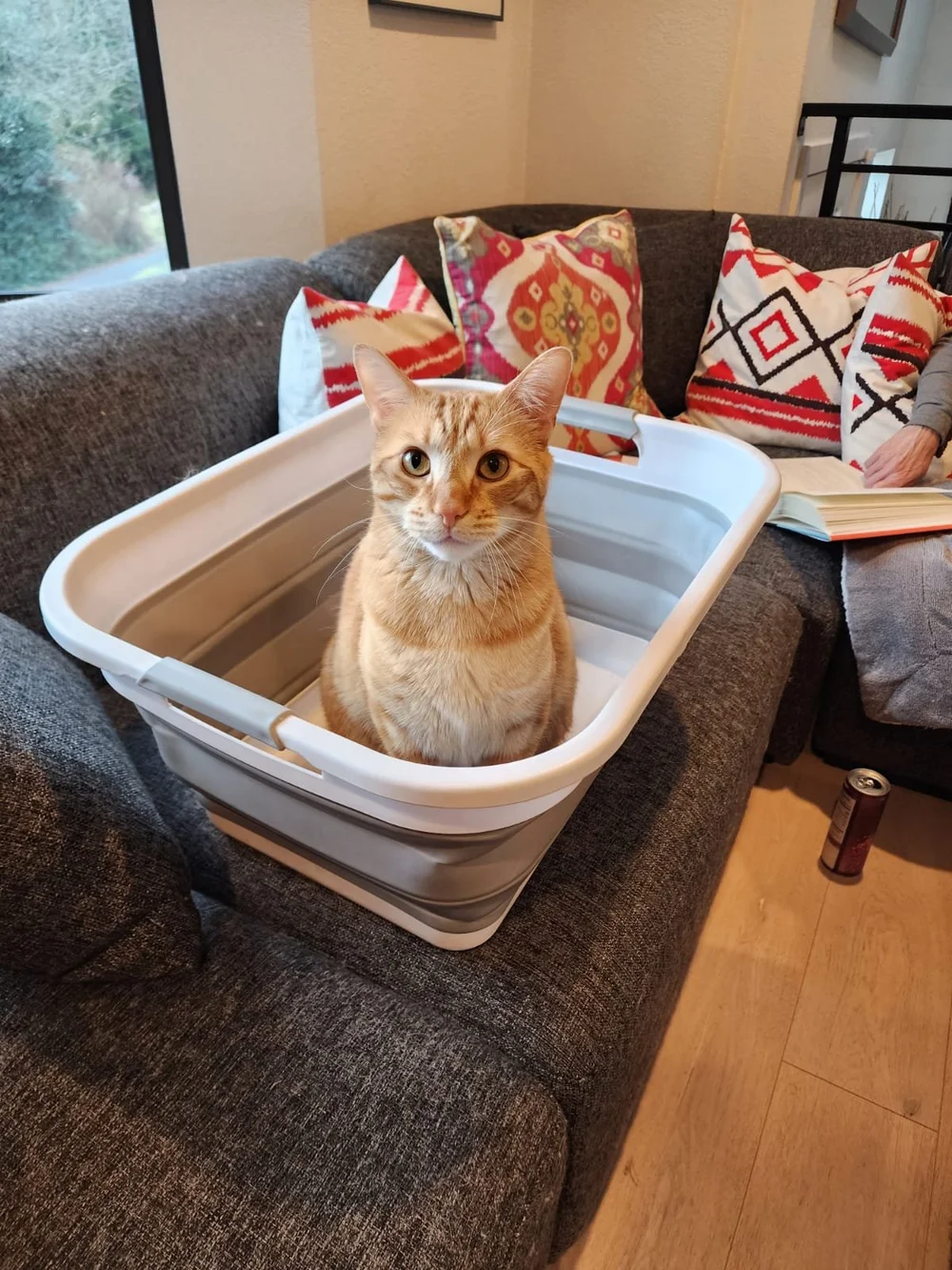 Yoda in Laundry Basket, Book in background.jpeg