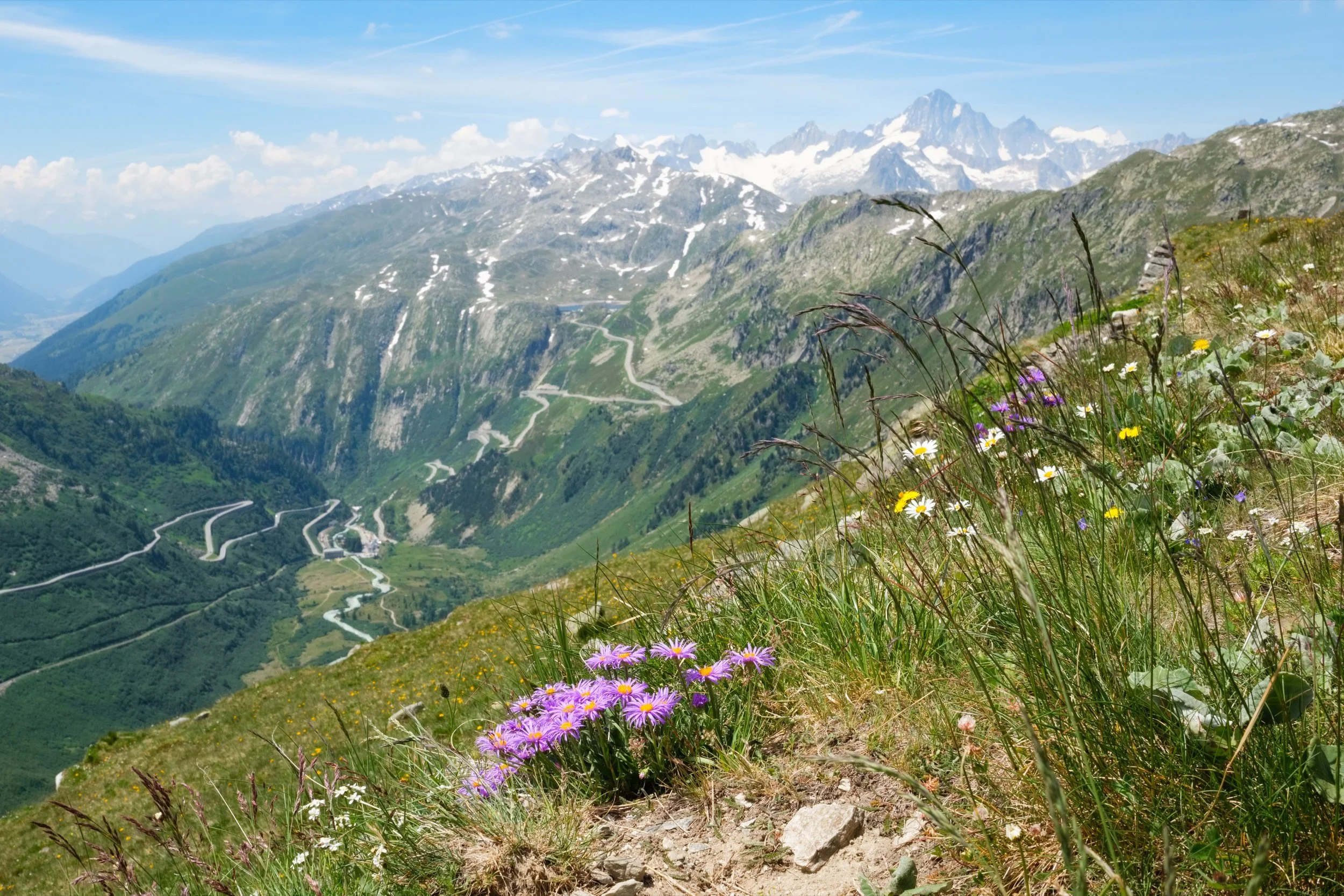 Berg-Aster (Aster alpinus) Gletsch, Kanton Wallis