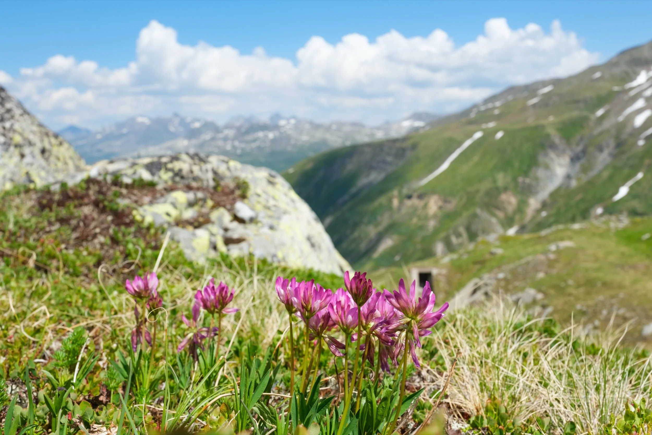 Hügel-Klee (Trifolium alpestre) Furkapass, Kanton Uri