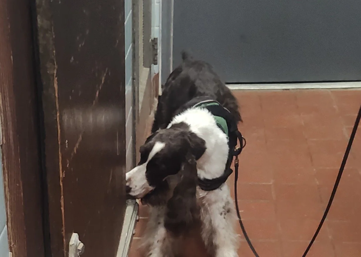 Dog at an office door sniffing the bottom of a slightly open wooden door.