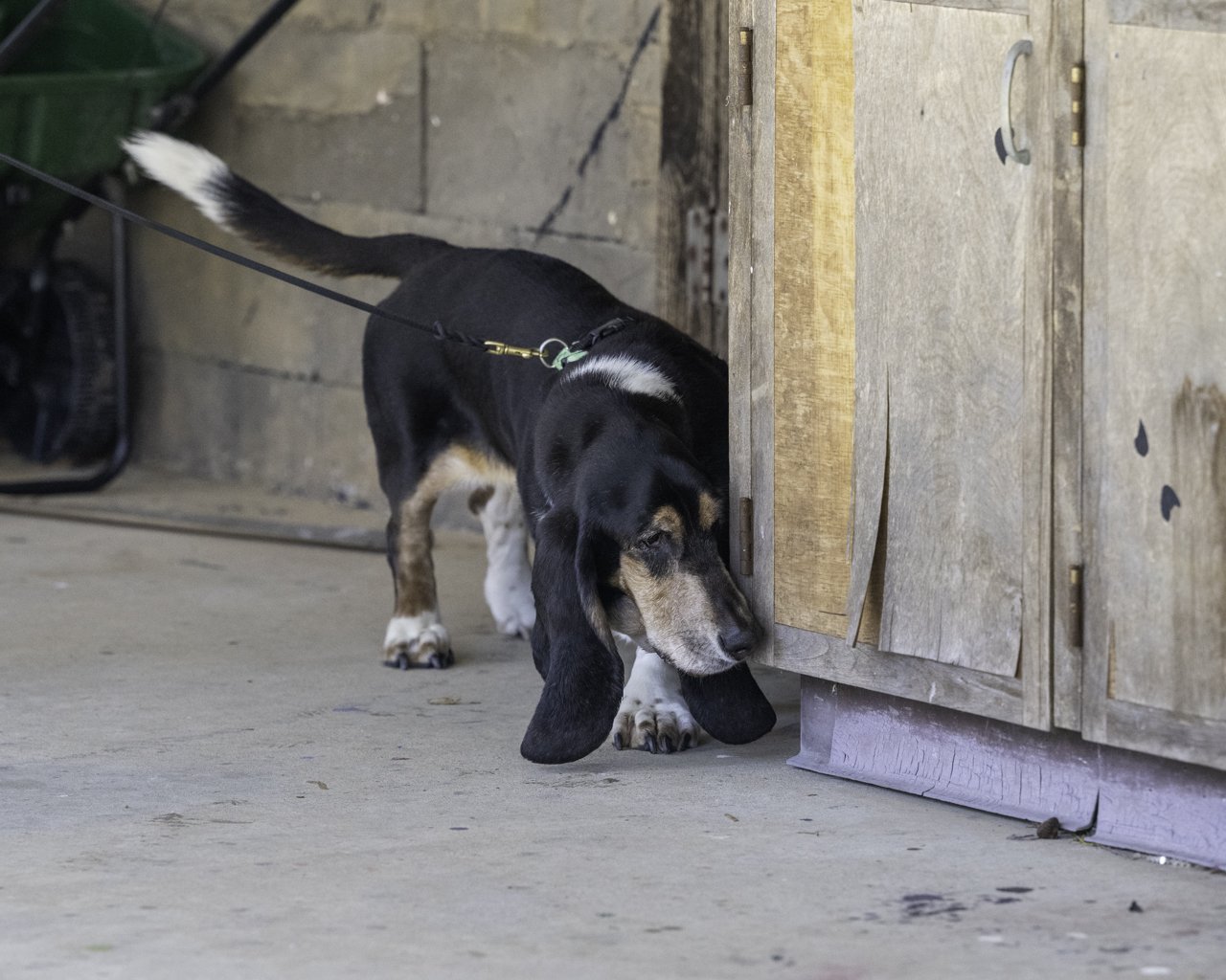 A black and tan dog with long ears, sniffing underneath a wooden cabinet in a barn or shed.