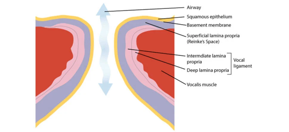 Illustration of the layers of the human vocal cords.
