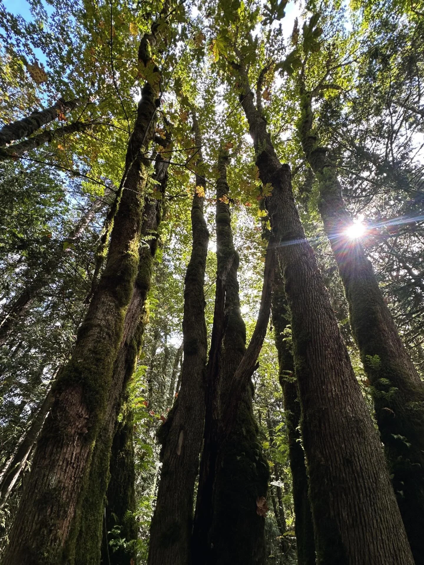 Why I Wake Early
Mary Oliver

Hello, sun in my face.
Hello, you who make the morning
and spread it over the fields
and into the faces of the tulips
and the nodding morning glories,
and into the windows of, even, the miserable and the crotchety

best 