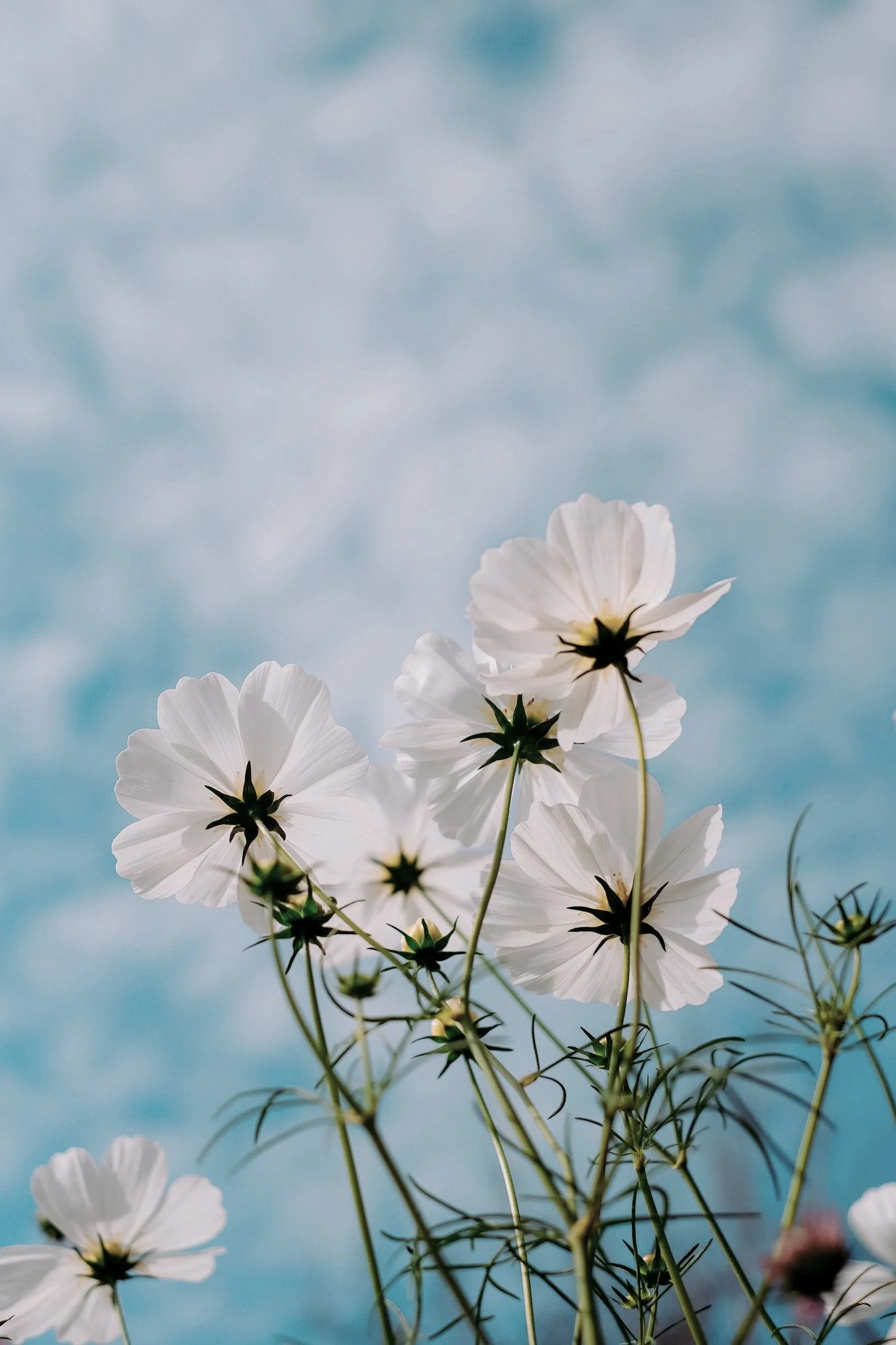 A spring cleaning meditation to declutter your mind