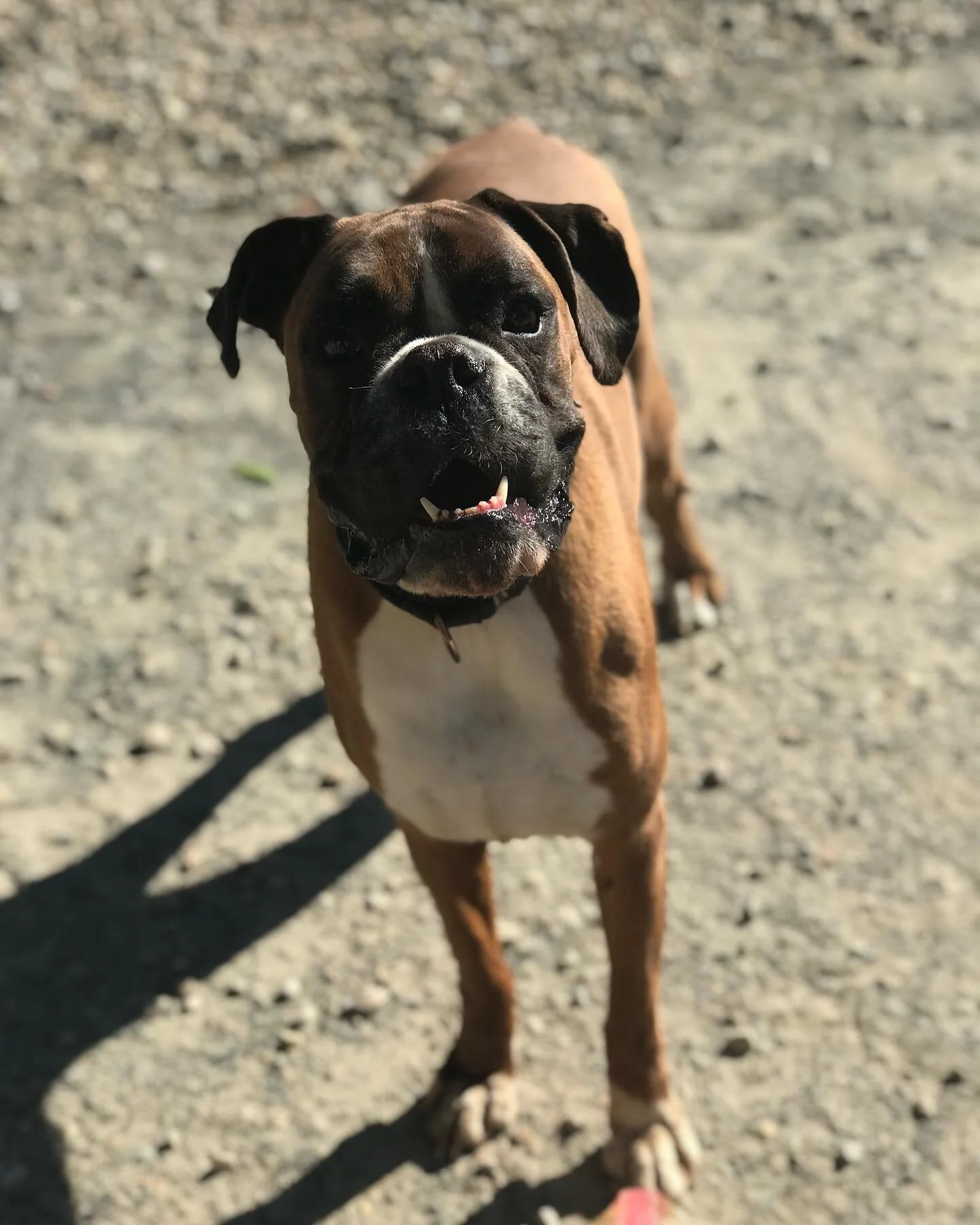 Gallery — COHASSET KENNEL