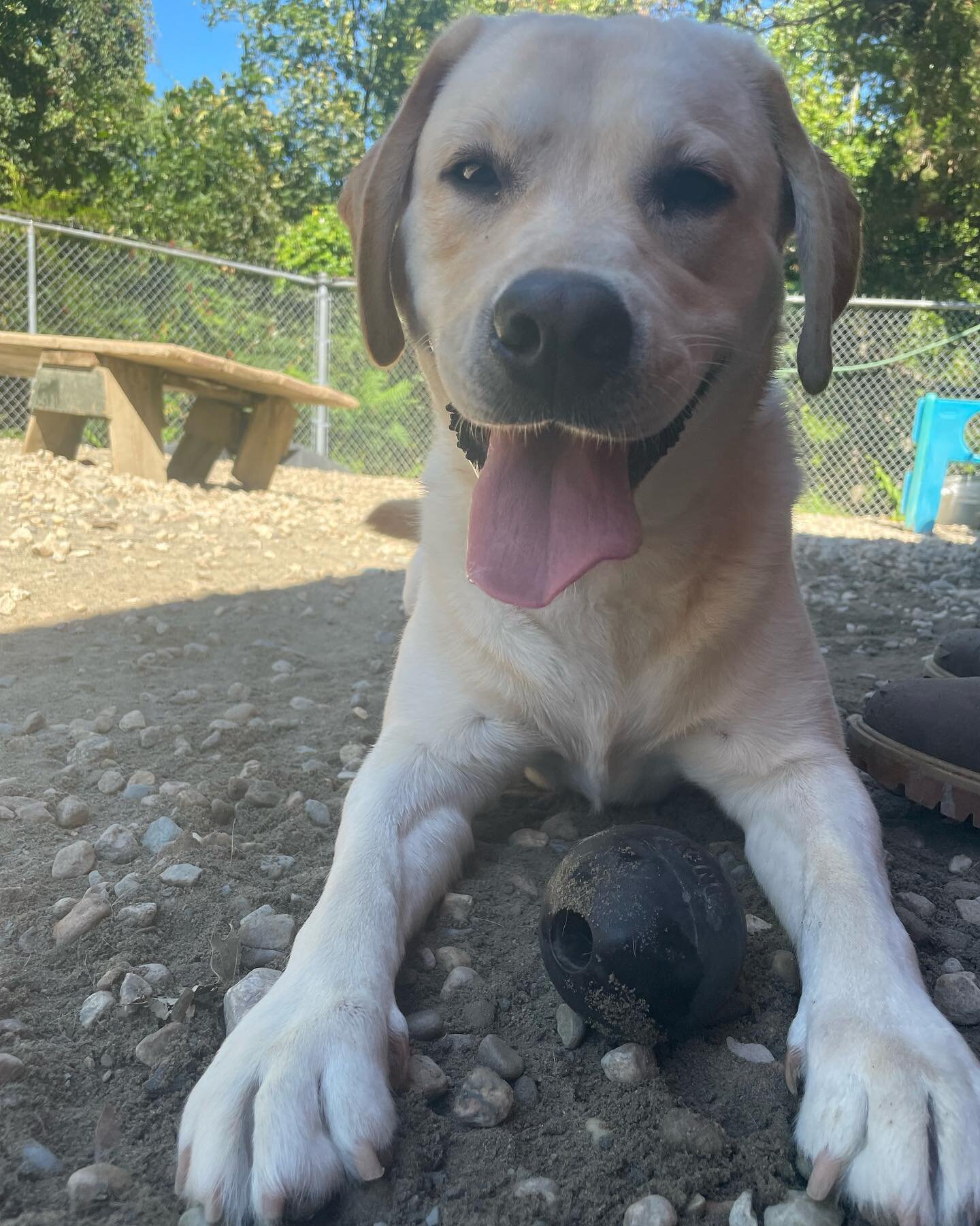 ❤️🐾 #dogsplaying #dogsbeingcute #dogshavemorefun #myball #tugofwar #timetoplay #dogsruleeverythingaroundme #dogsofinstagram #cohassetma #cohassetkennel