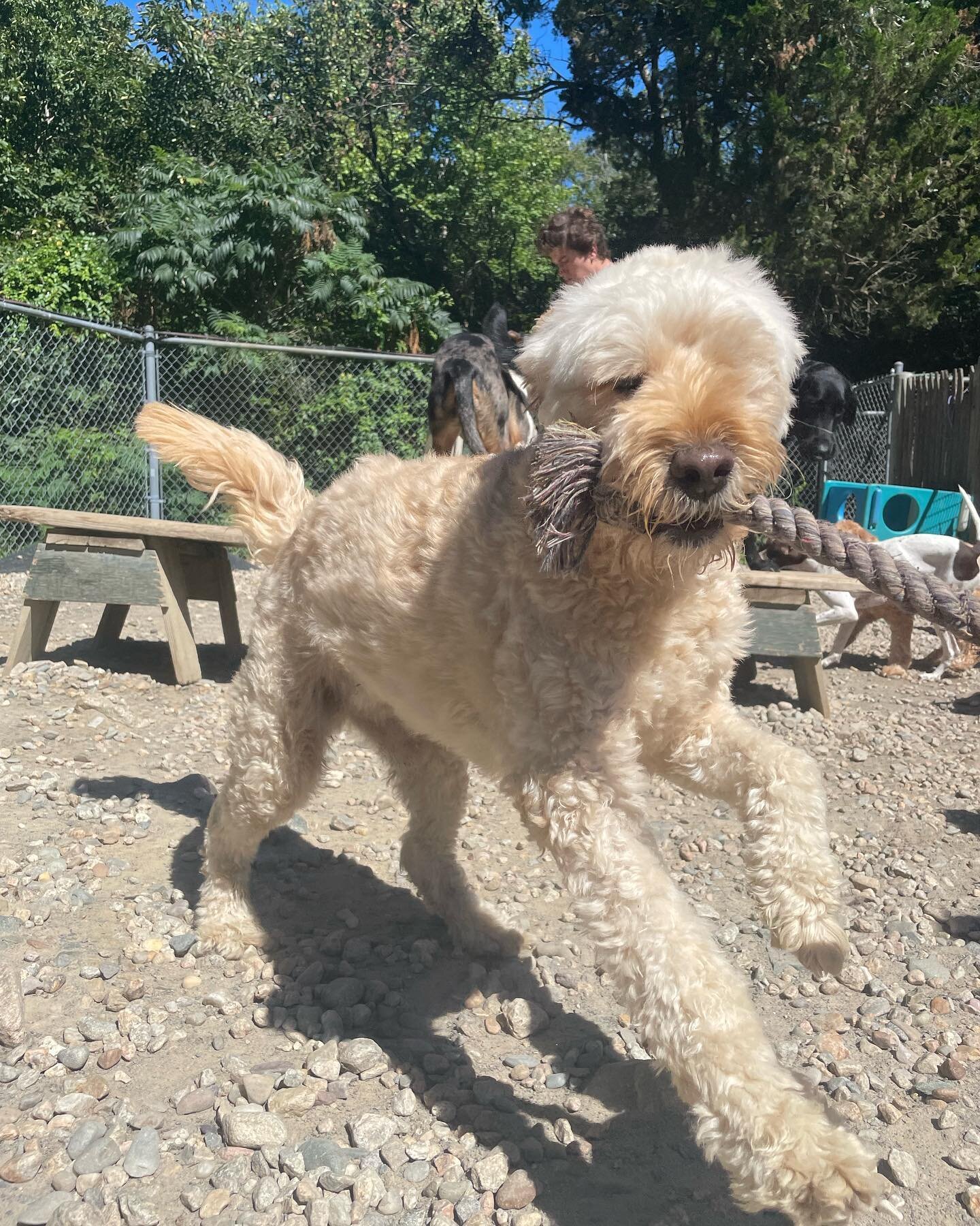 9.2.22 #dogshavingfun #livingmybestlife #letsplay #dogsofinstagram #cohassetma #cohassetkennel