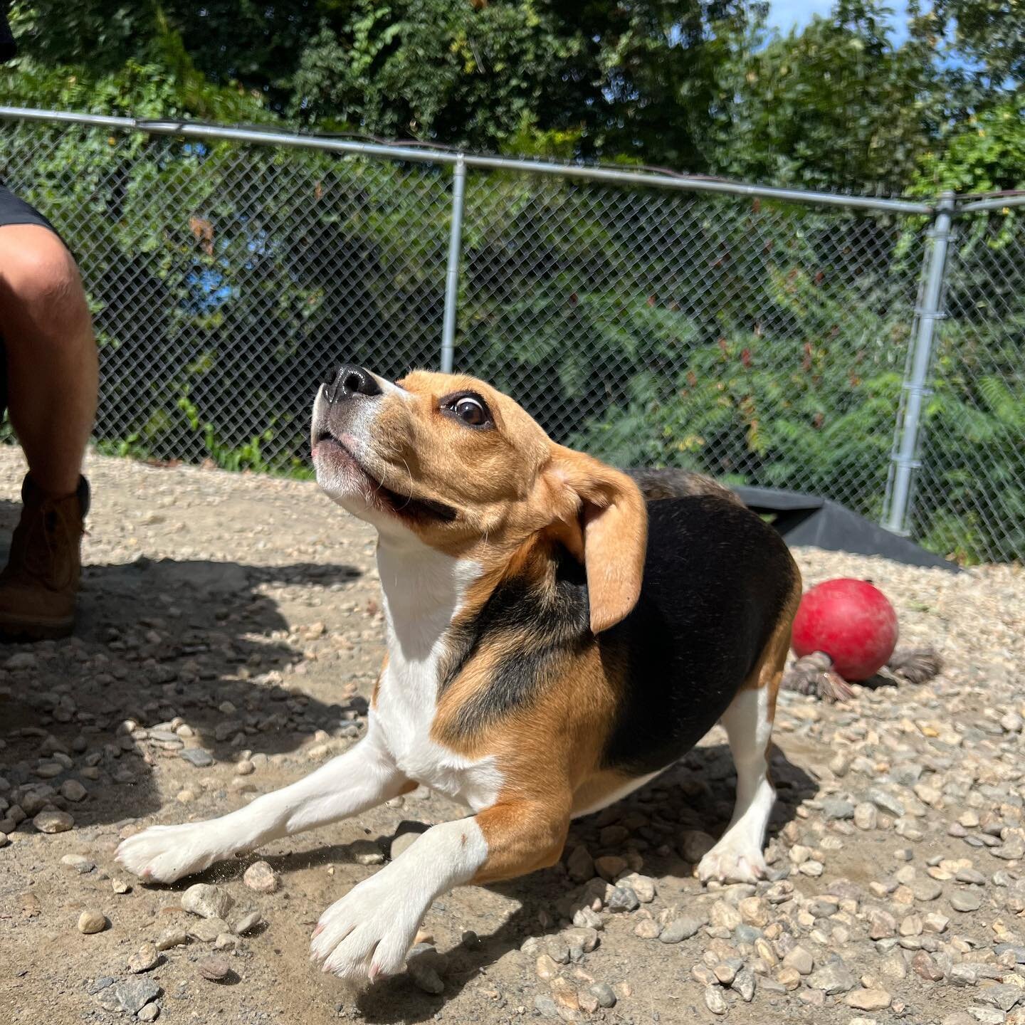 Snapshots from our small group today! Can you tell out new beagle friend, Roxy, is having a blast?! That girl loves to zoom around 🥰🥰

#saturdaysareforthedogs #zoomies #dogsplaying #labordayweekend #dogsjustwannahavefun #funinthesun #sunsouttongues