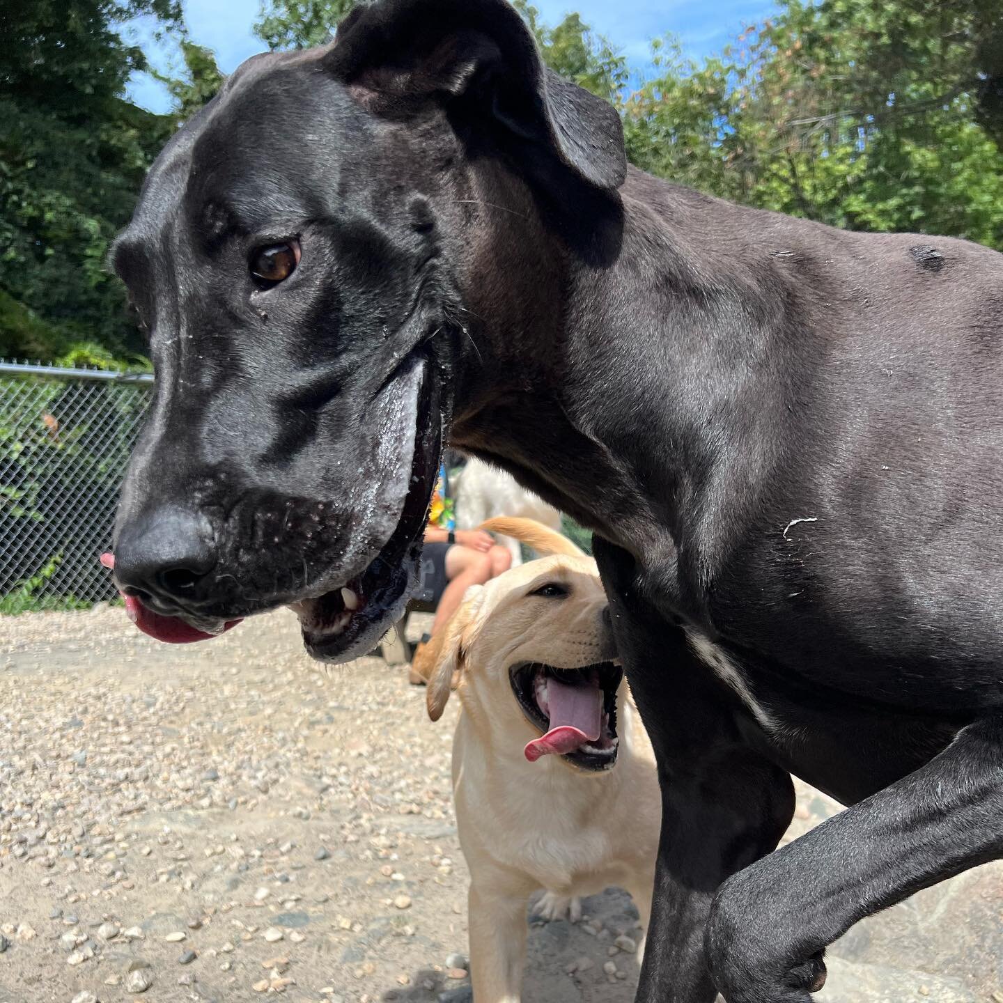 Quick pics from the mid-sized group! Sophie and Leo had a blast while Didi showed everyone how fast she can go!

#saturdaysareforthedogs #zoomies #dogsplaying #labordayweekend #dogsjustwannahavefun #funinthesun #sunsouttonguesout #dogdaycare #dogboar