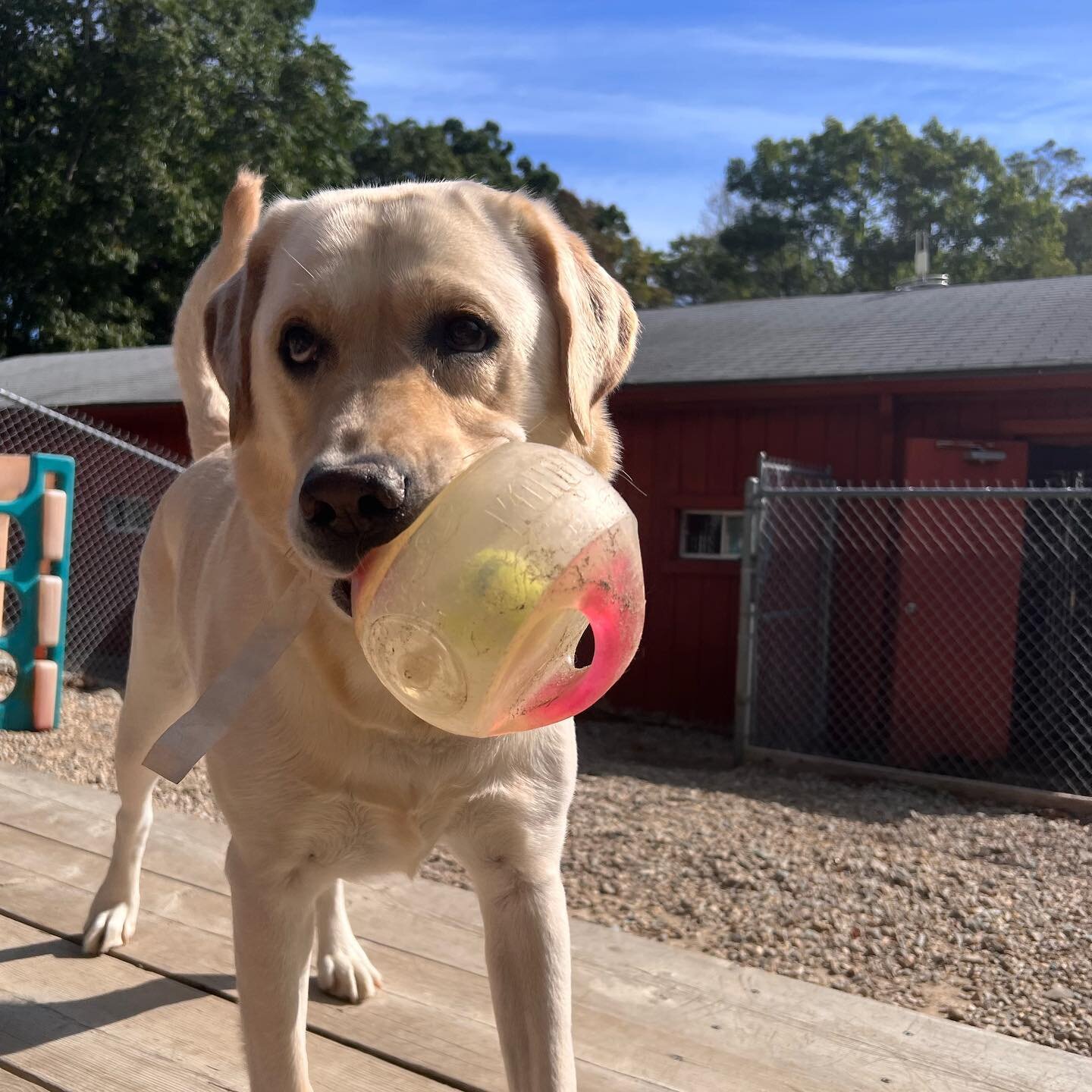 😁😁😁

#saturdaysareforthedogs #sunsouttonguesout #labordayweekend #saycheese #dogsofinstagram #lovethem #dogdaycare #dogboarding #cohassetma #cohassetkennel