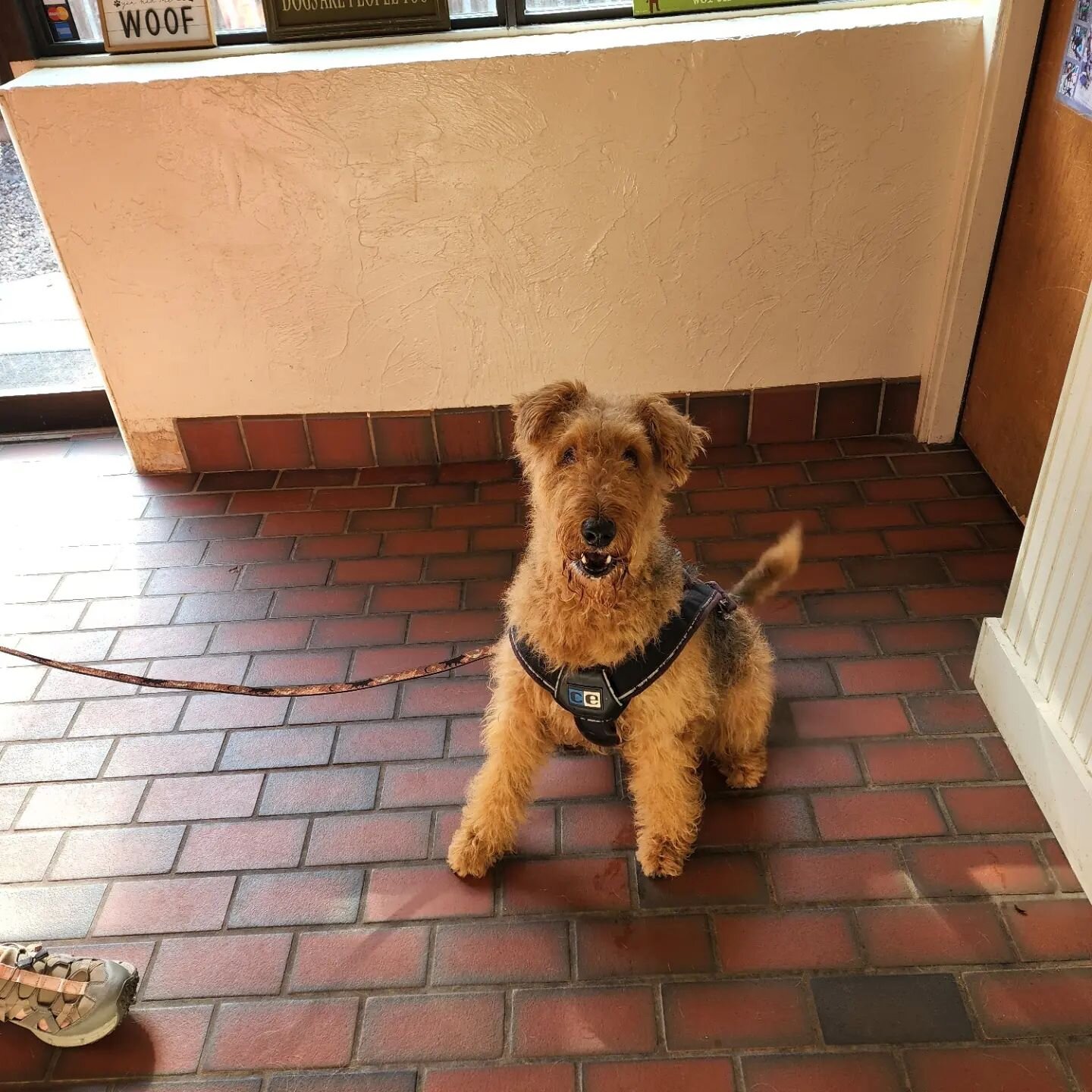 Lyra is waiting for her post #doggydaycare cookie before she goes home #happydog #cutiepie #dogslife #doggydaycare #airendaleterrier