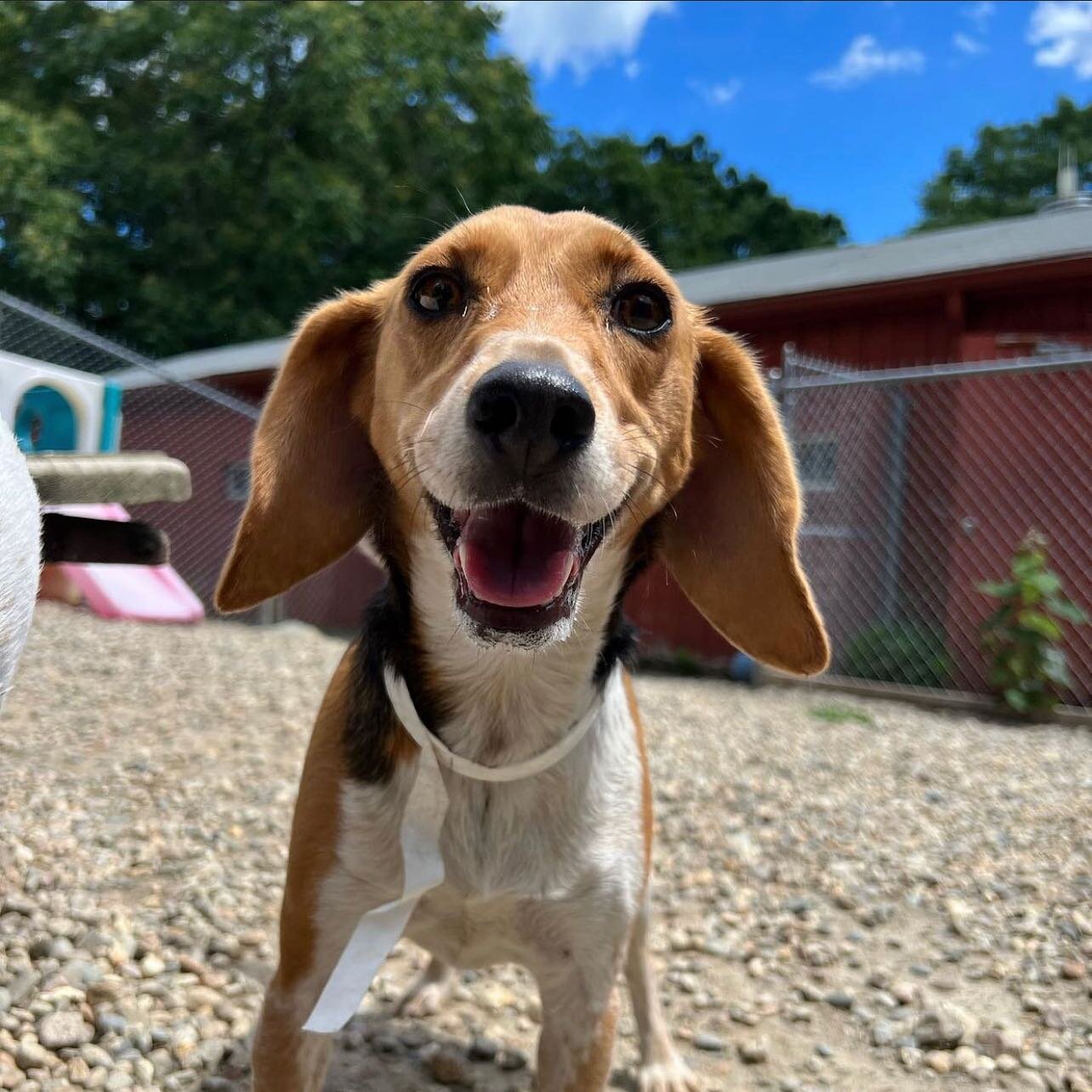 🚨Courtesy Post-Please read🚨 

Our very good friend, Willow, is still missing from her home in Cohasset (Spindrift Ln/Forrest Ave area). If you happen to be putzing around town or romping through the woods with your own pups ✨please ✨ keep an eye ou