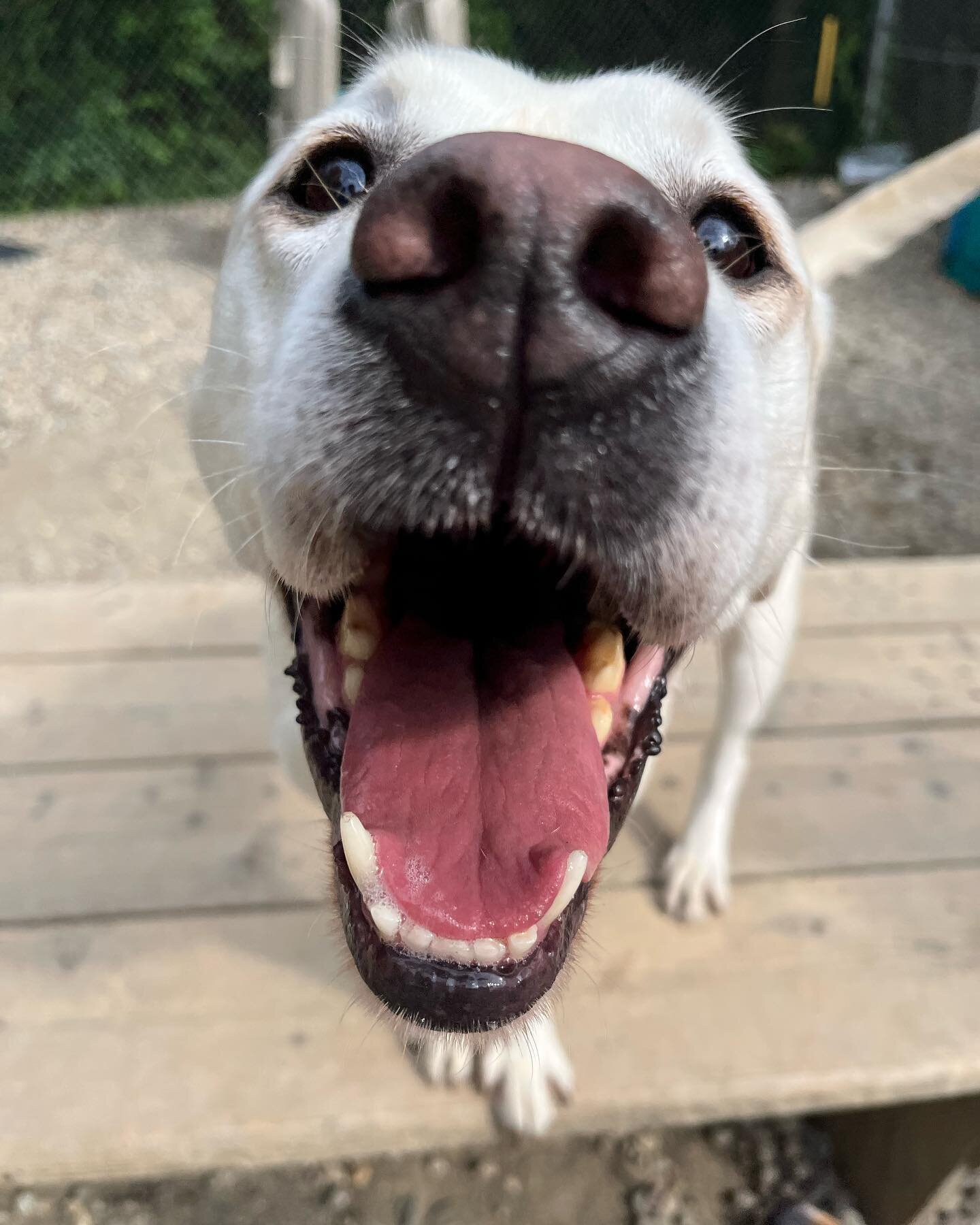 Jaws theme song** 

#dog #dogsofinstagram #cohasset #doggydaycare #cute #love #doglover #dogoftheday #furryfriends #friends #fun