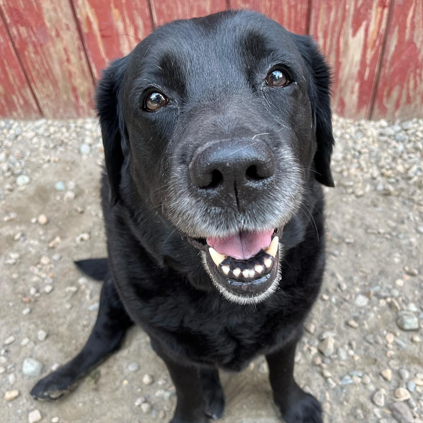 So many cute smiles today ☺️

#dog #dogsofinstagram #cohasset #doggydaycare #cute #love #doglover #dogoftheday #furryfriends #friends #fun