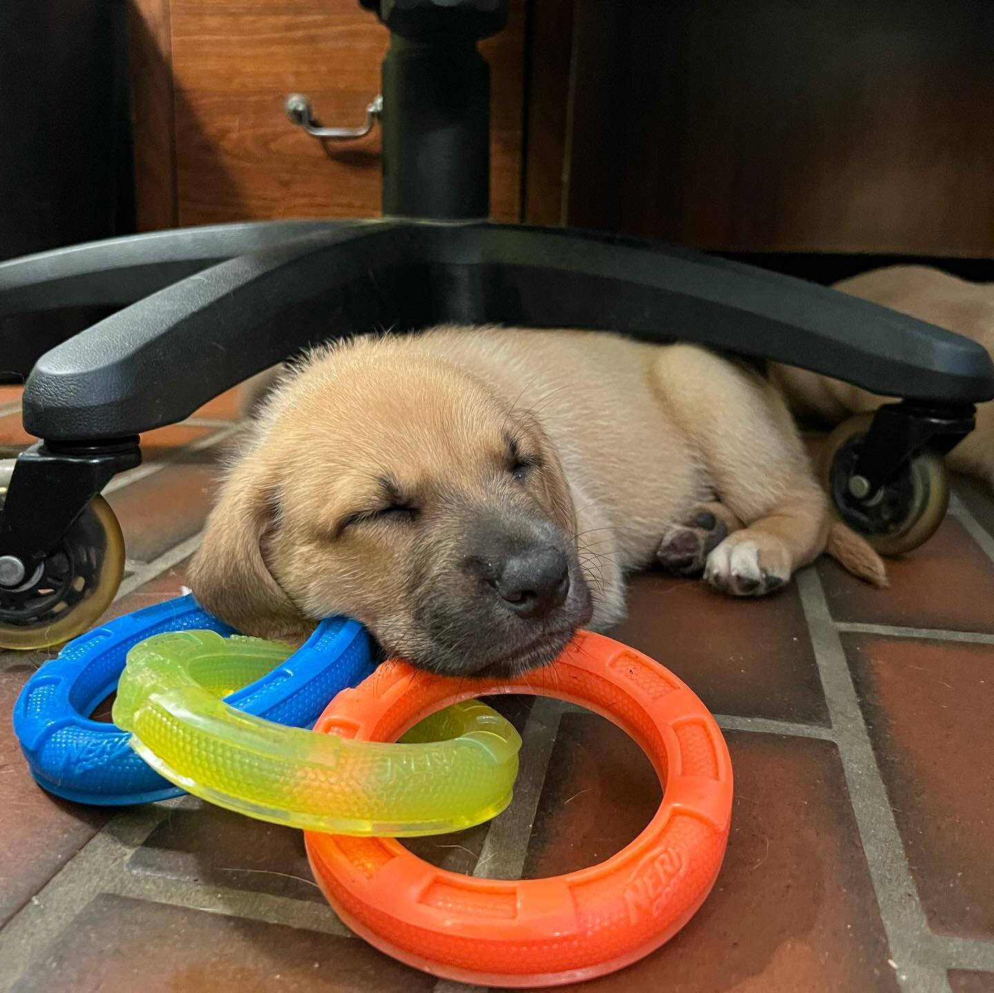 What a fun summer! A big thank you to everyone who joined us and made it one for the books 🥰 Now onto some cooler weather 🍂🎃👻

#summer2022 #labordayweekend #puppyparty #thankyouforbeingafriend #dogdaycare #dogboarding #cohassetma #cohassetkennel