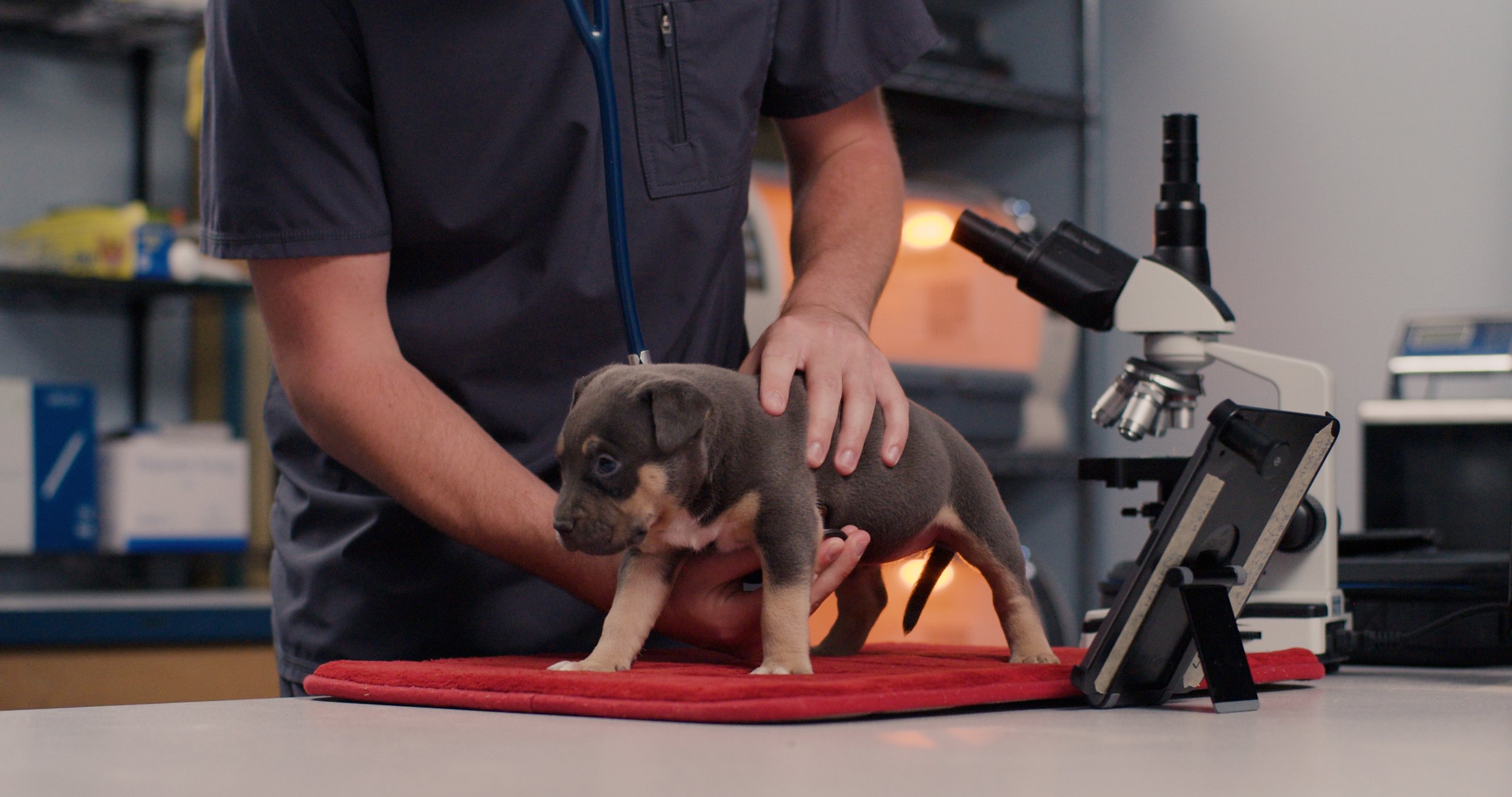 Vet_RAW medium.00_46_10_04.Still103.jpg