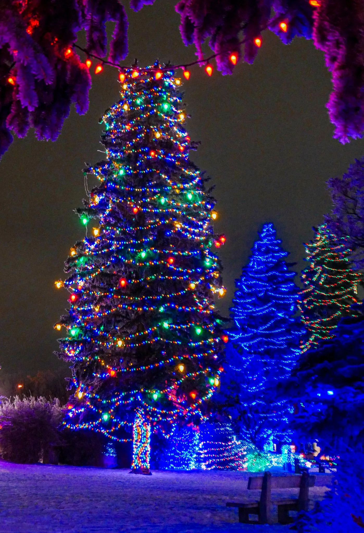 City of Lacombe | Lacombe Memorial Centre | Christmas Light Display