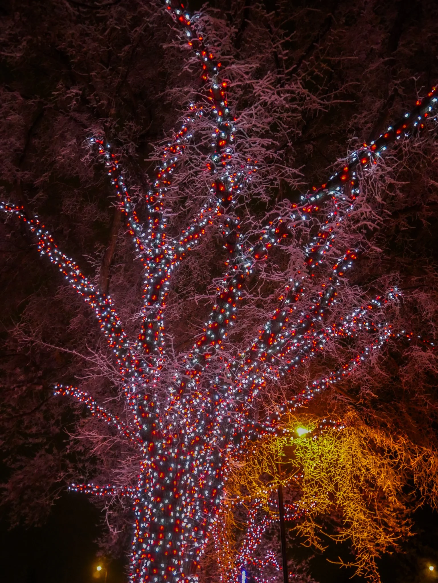 City of Lacombe | Lacombe Memorial Centre | Christmas Light Display