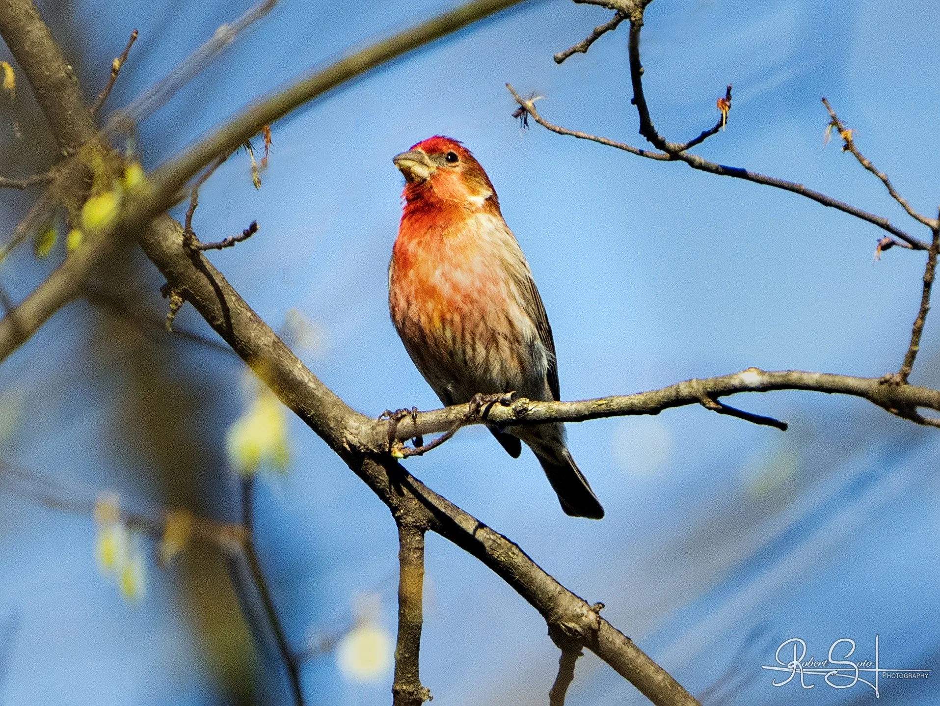 Bird & signature.jpg