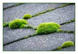 How to removing moss from shingles
