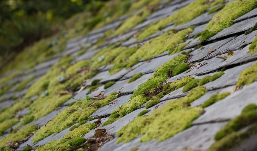 How to choose the best moss killer for your home and office