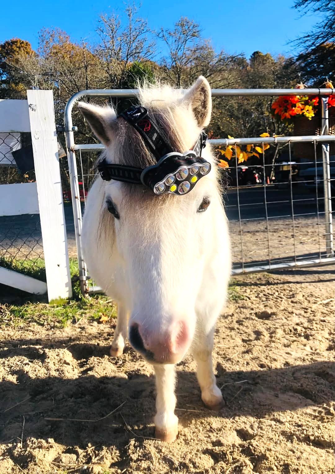 Poppy ready with her headlamp to help the PM volunteers.