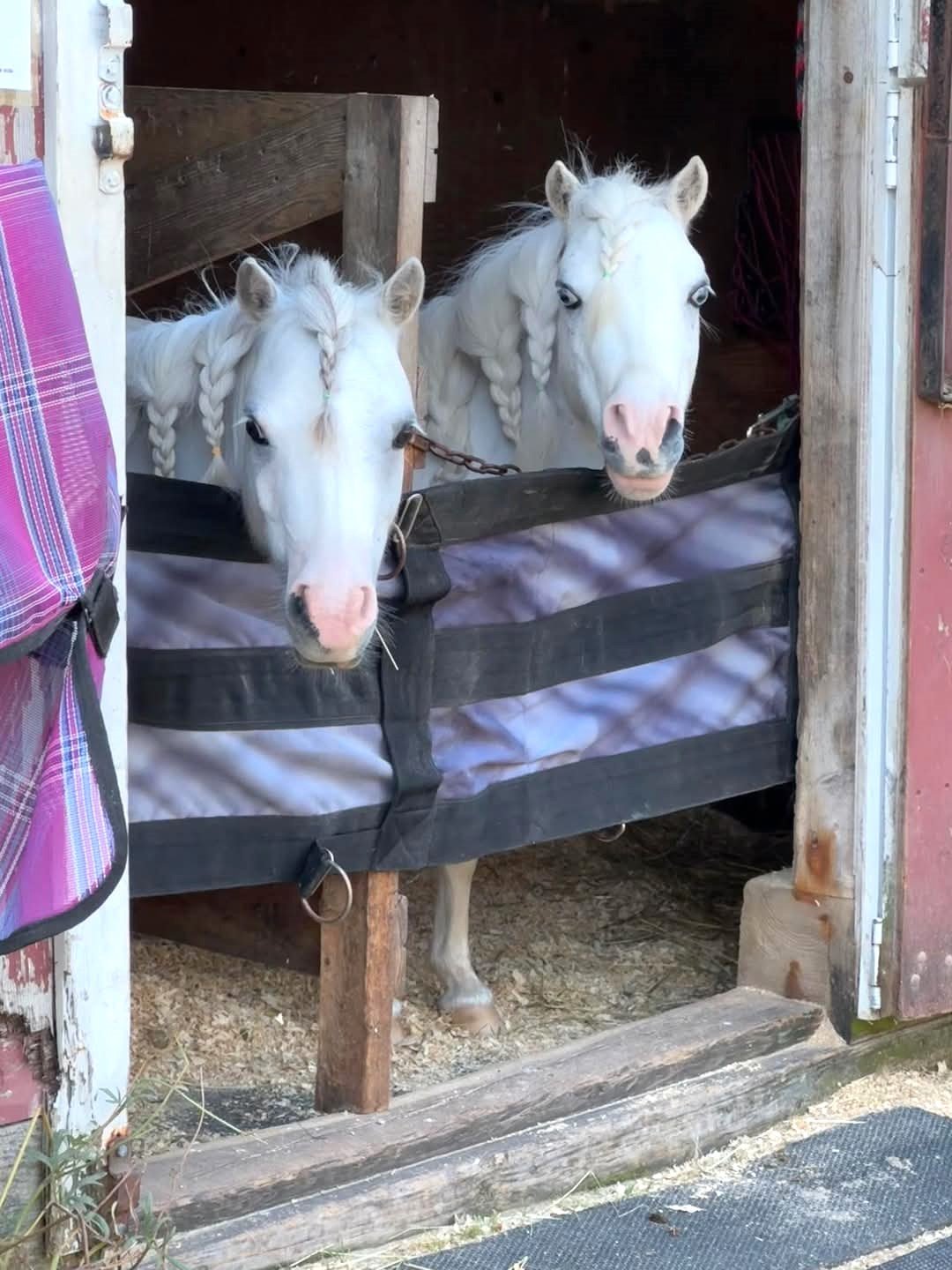 Besties- Poppy and Precious