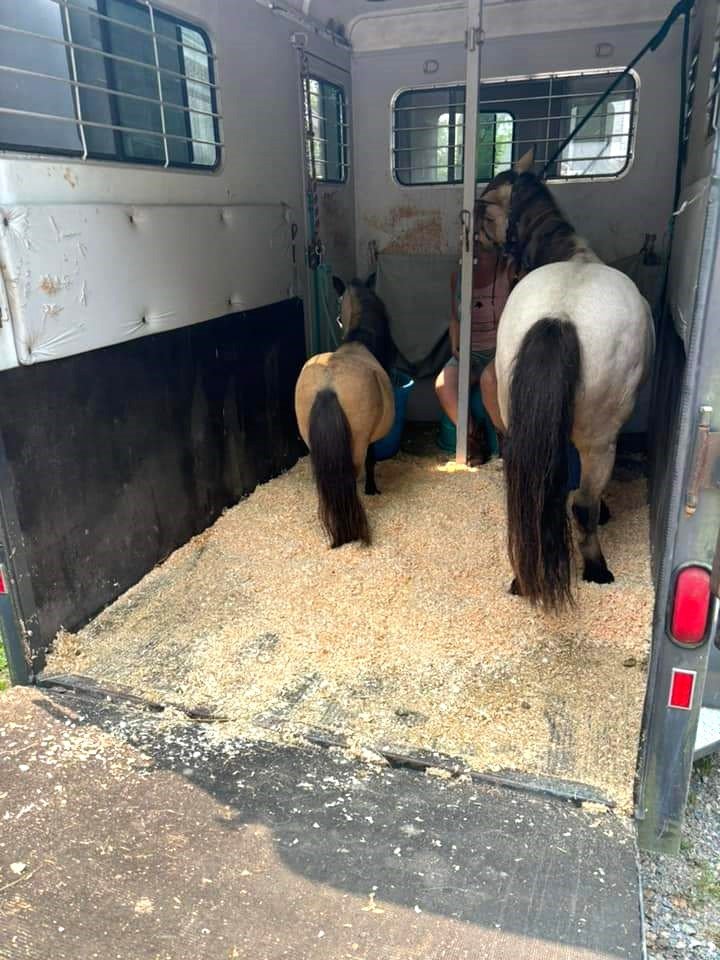 Louie and Romeo getting ready for a ride in the trailer.