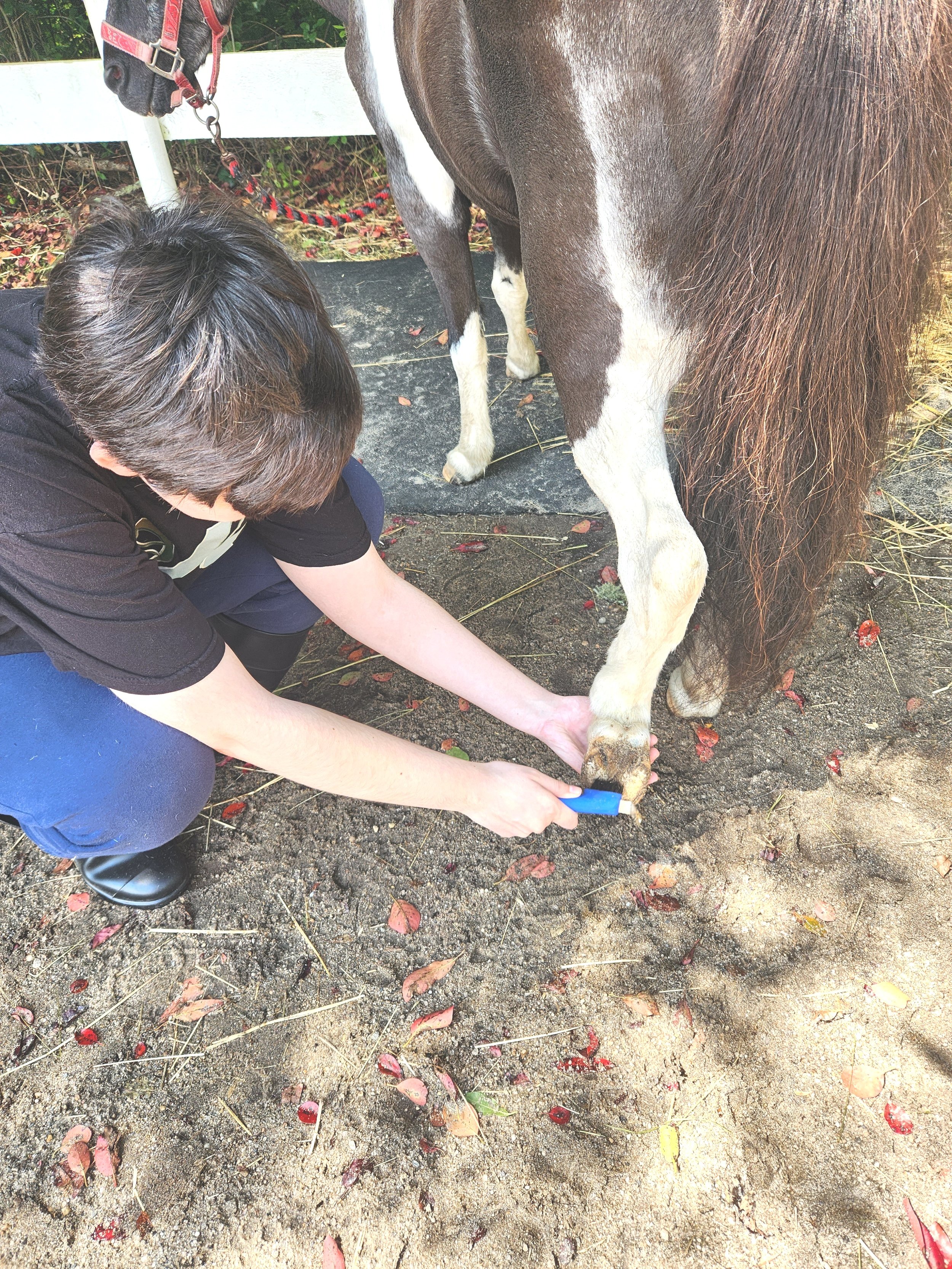 Beau's Jr. Sponsor learning how to clean his hooves.