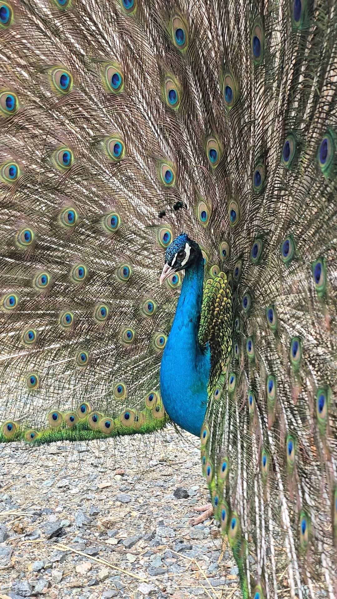 Alpha showing off for the girls.