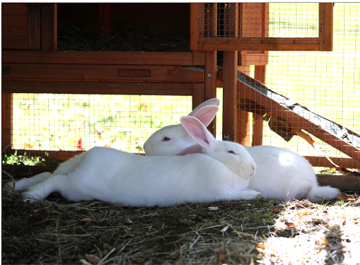 Marshmallow and Fluff
