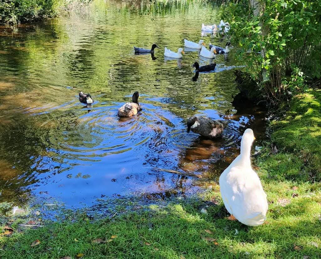 Ducks enjoying our pond