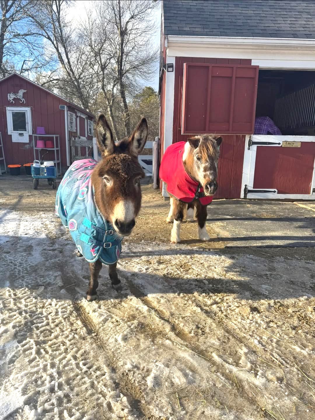 Marilyn and her bestie Tinkerbelle.