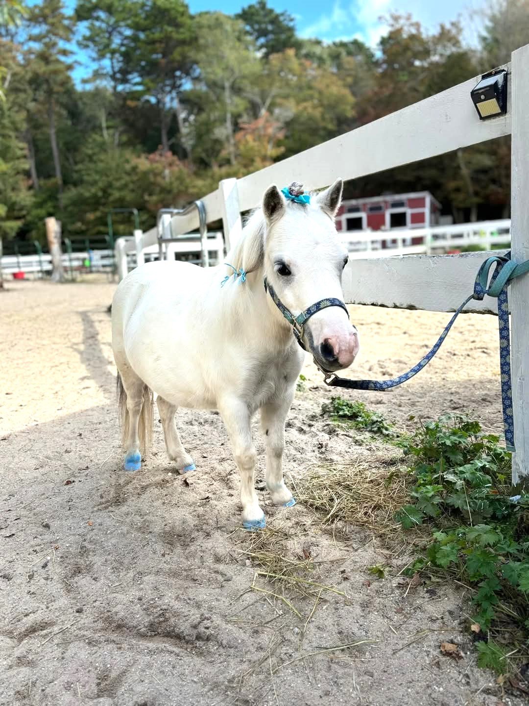 Poppy practicing being tied.