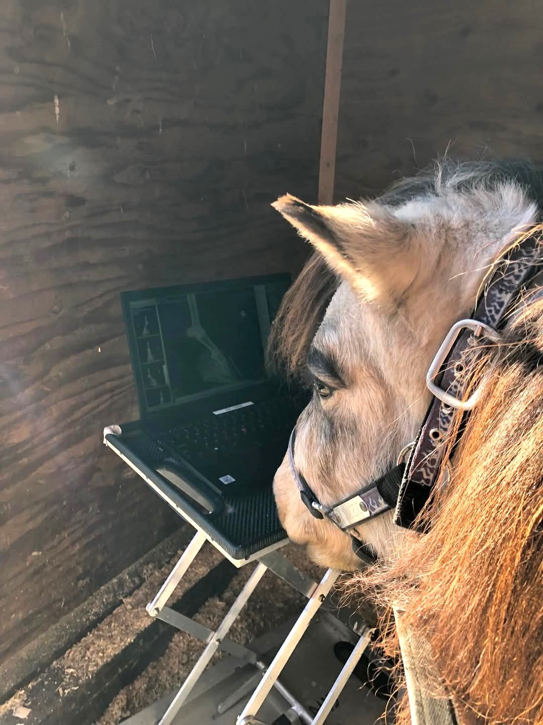 Romeo reading his x-rays.