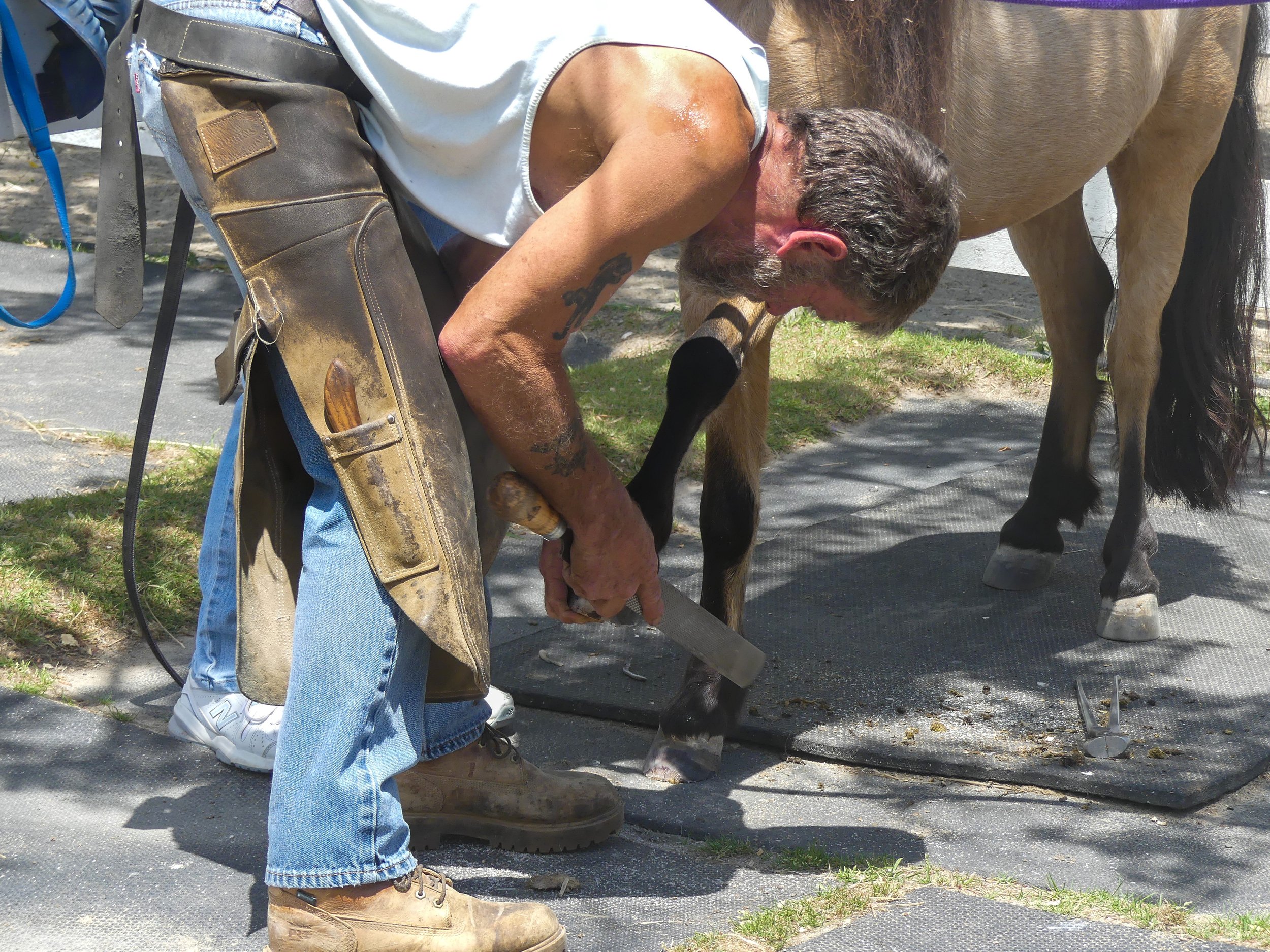 Farrier, Chet Moudy, working on Romeo's hooves. MRR is blessed to have him.