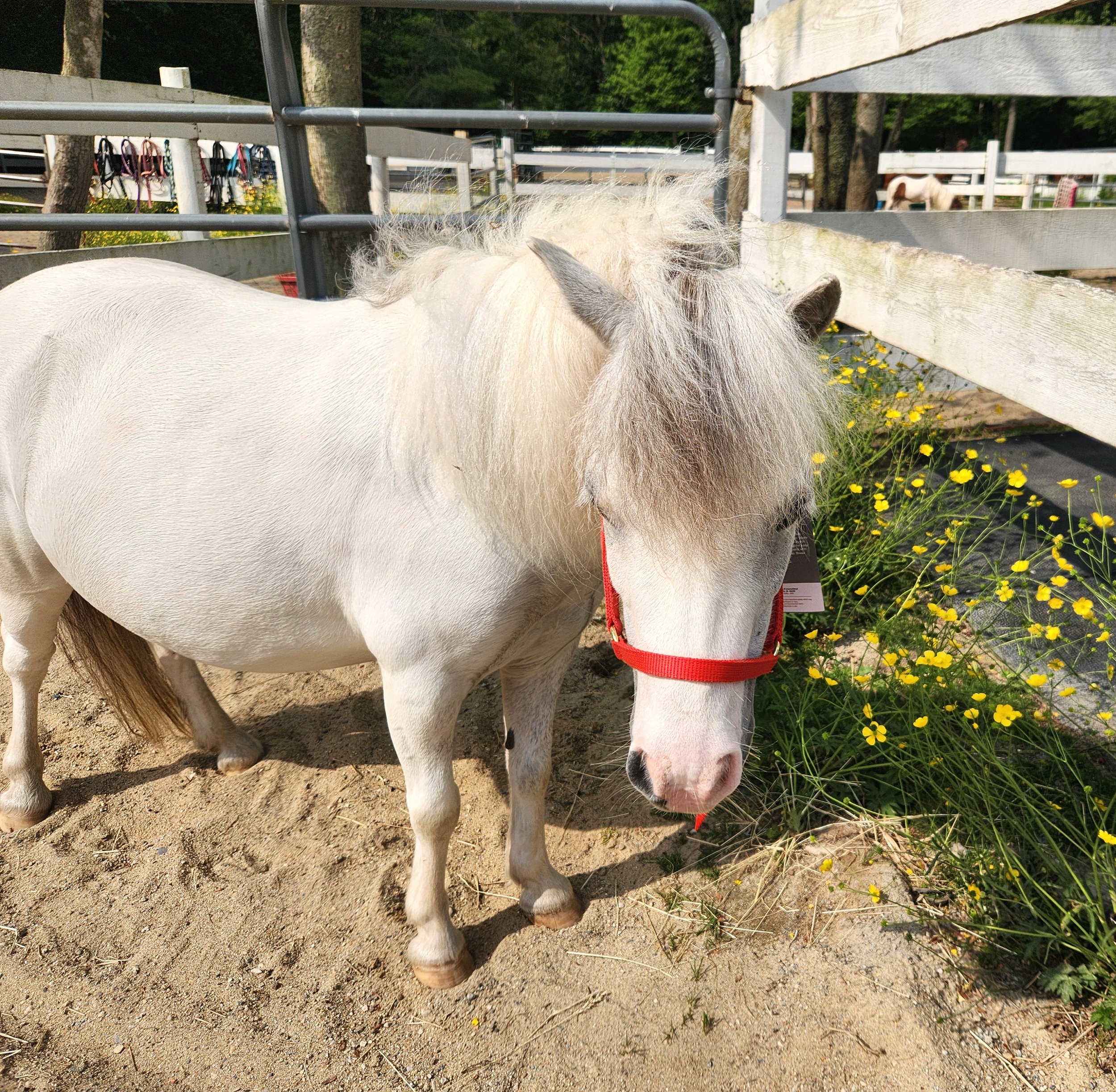 Poppy and her new red halter.