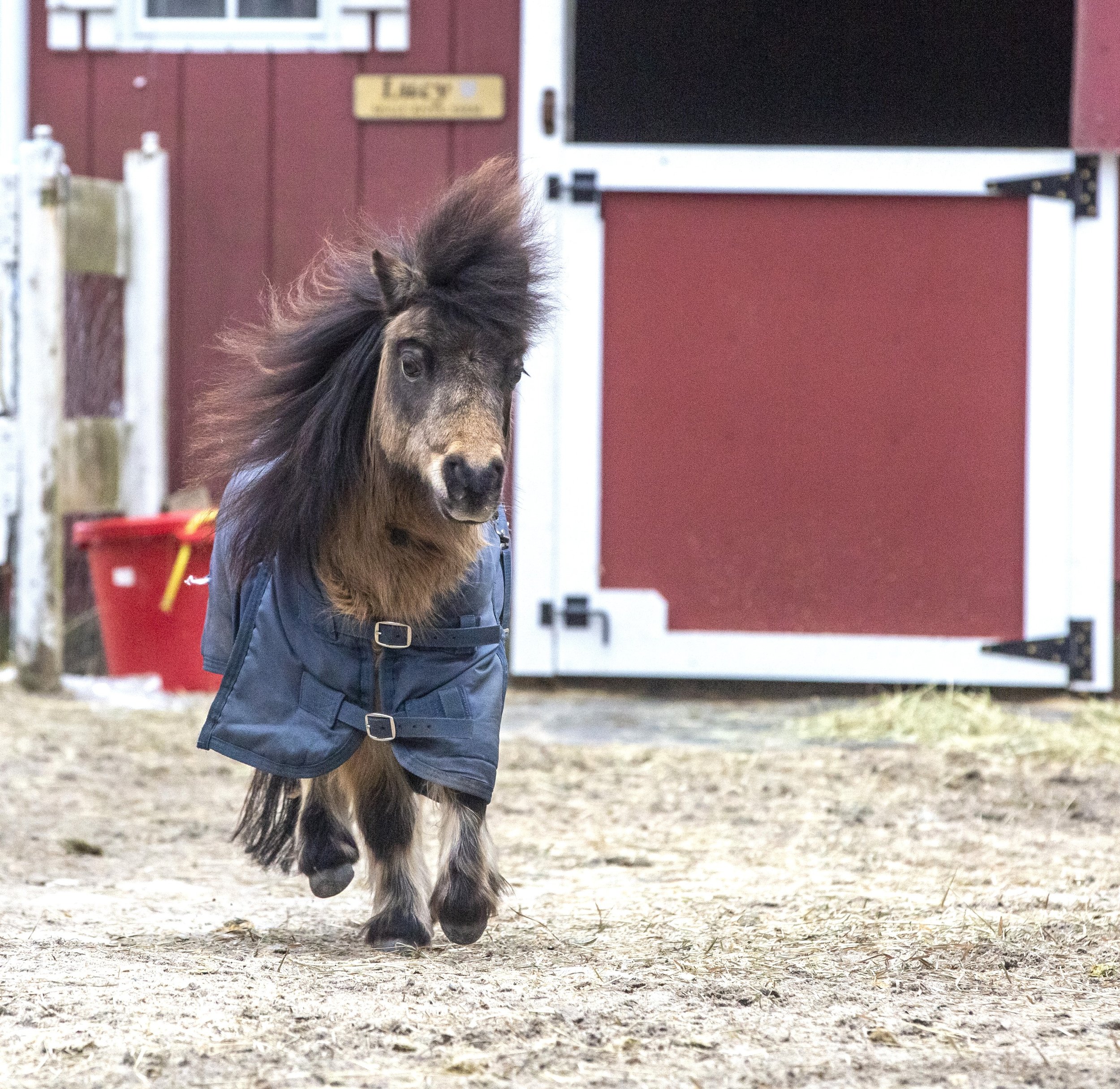Louie and his beautiful mane blowing in the wind.