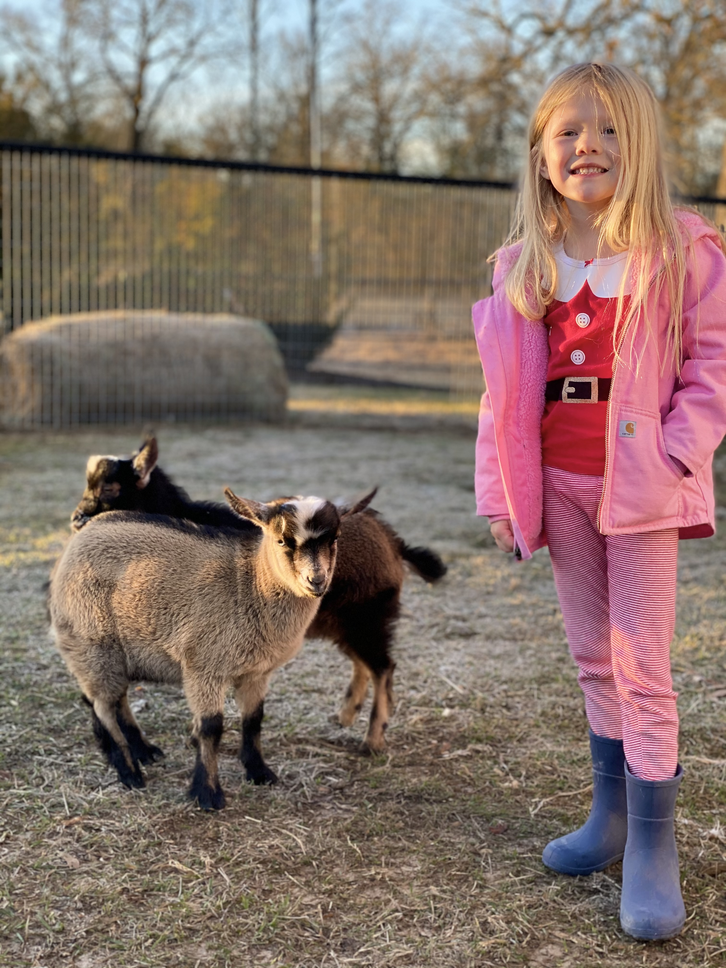 Dear Santa…Willie needs friends!