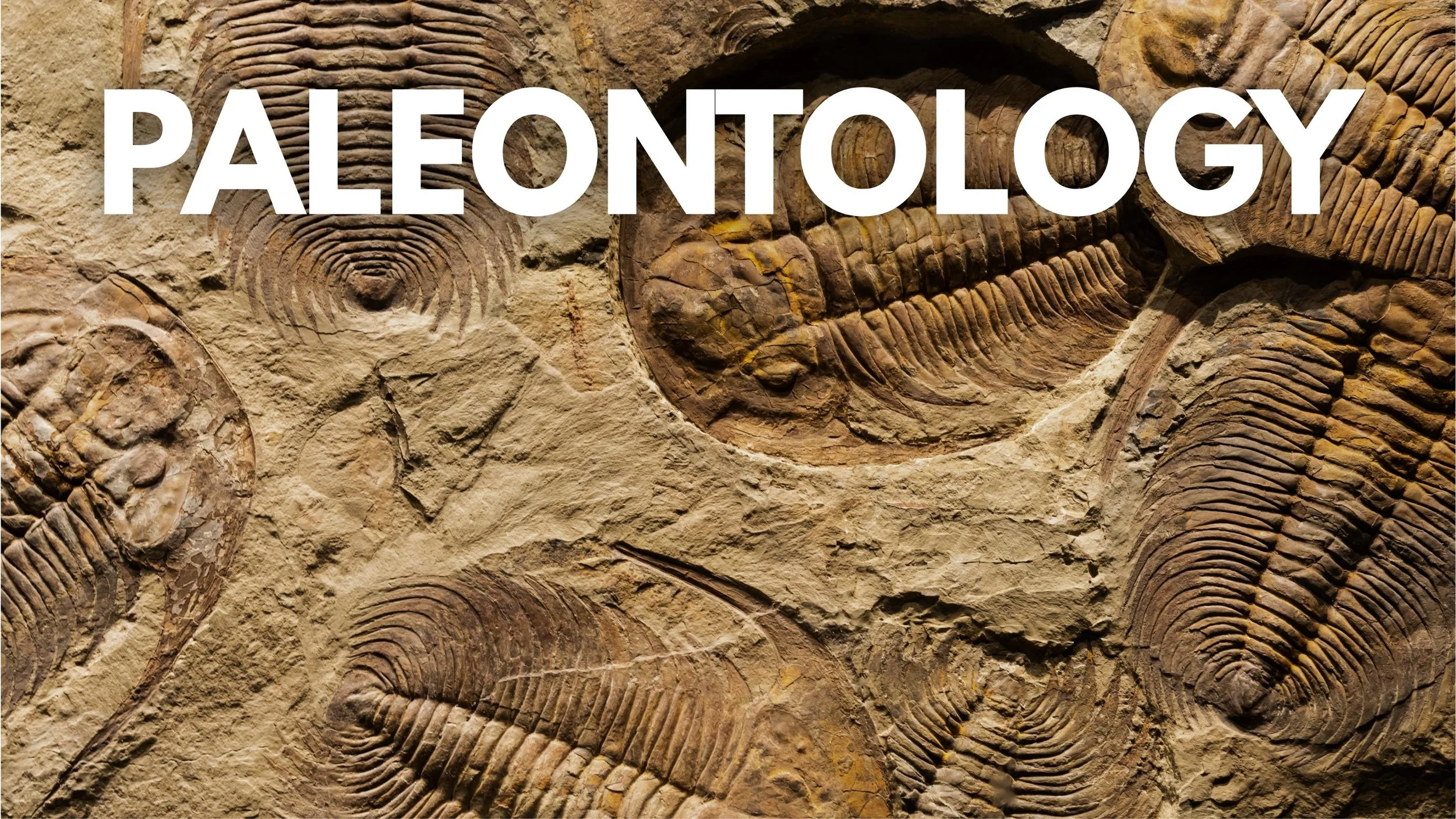Fossilized trilobites embedded in a rock surface with large white text that reads 'PALEONTOLOGY' across the image.