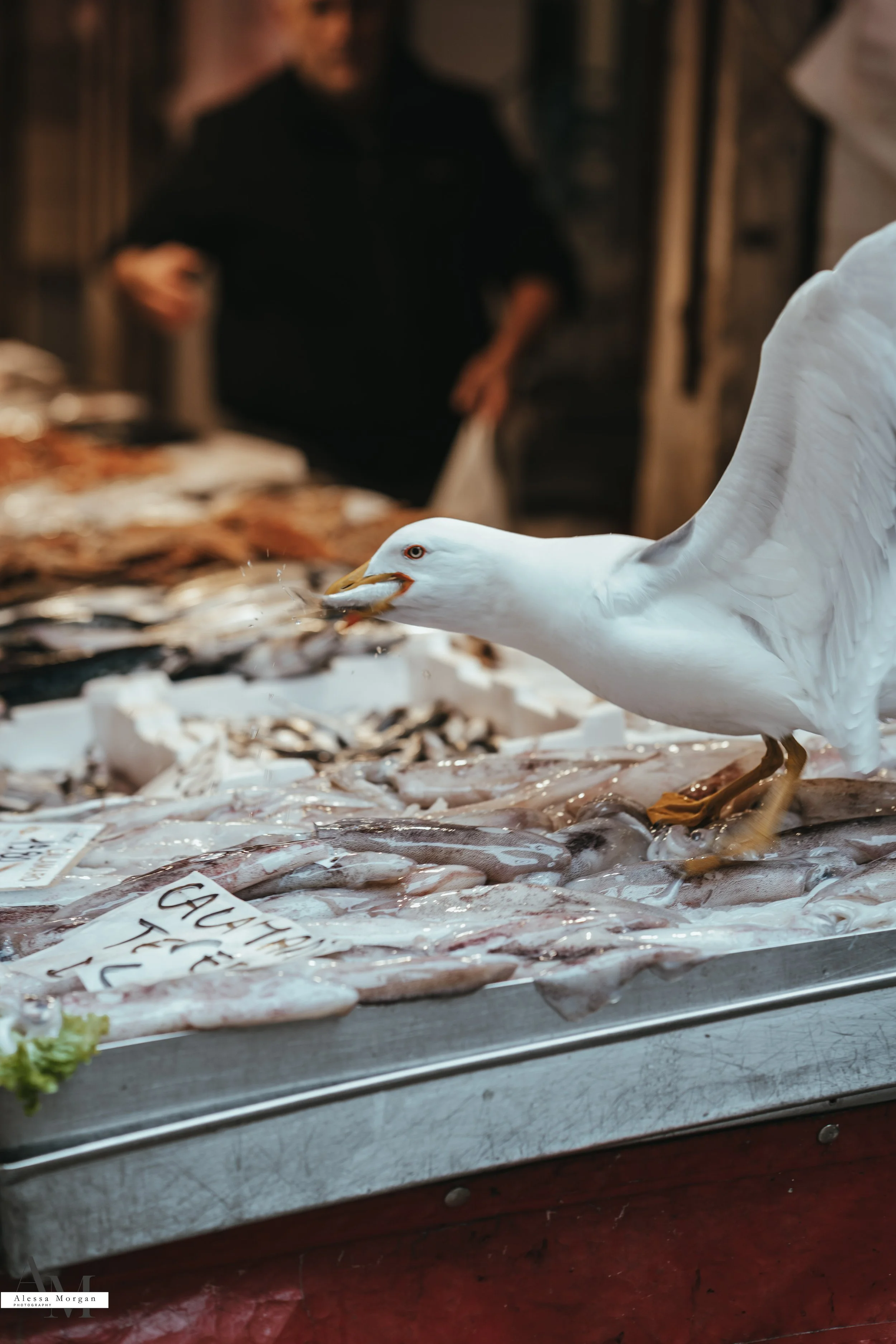 street photography, market, fish market Venice, Venice, Italy, Orlando, Florida, photographer, portrait, black and white photography, capturing moments, seagull with fish, fish, market