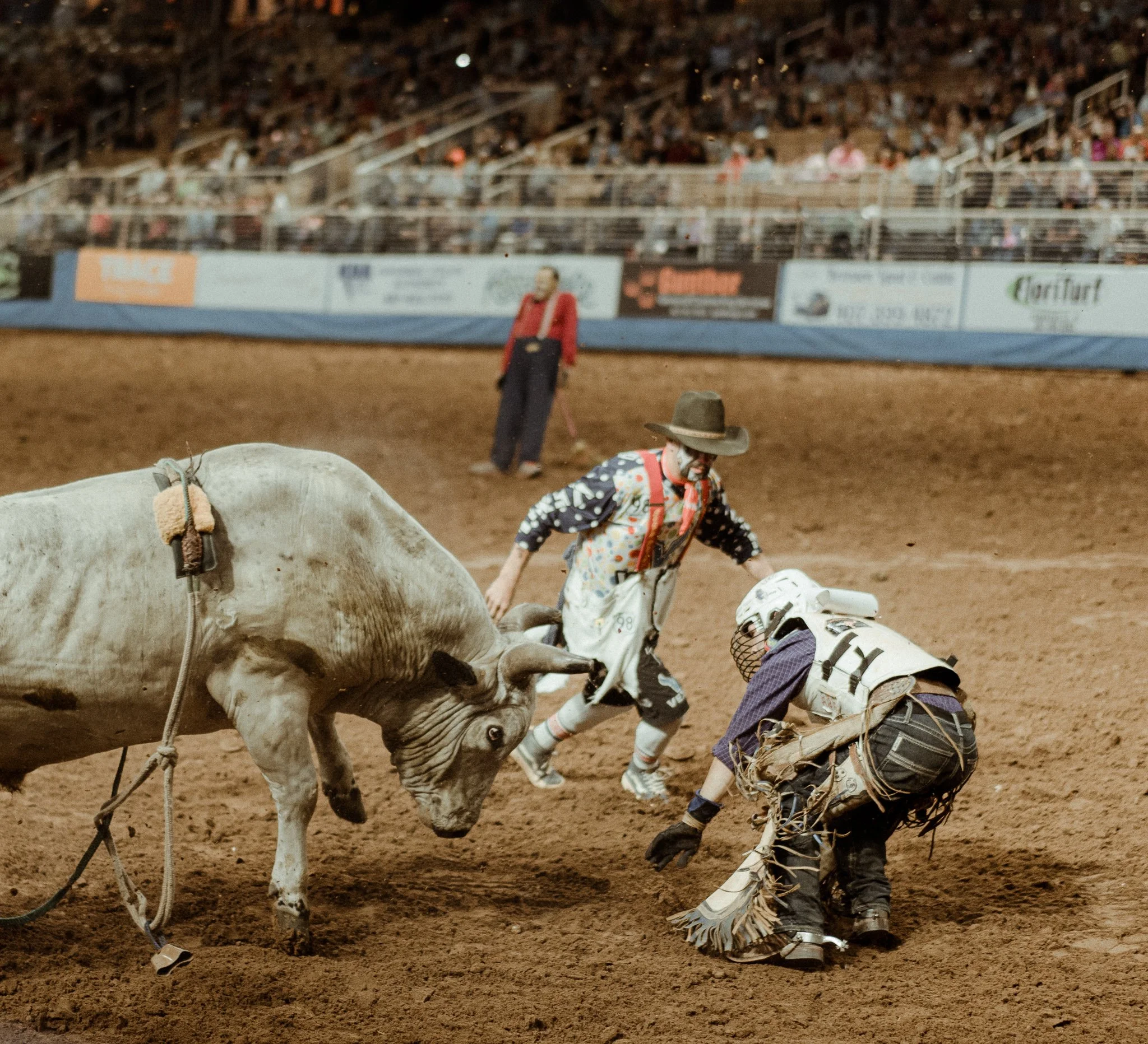cowboy photography, silver spurs arena, equestrian photography, rodeo, events, orlando, Florida