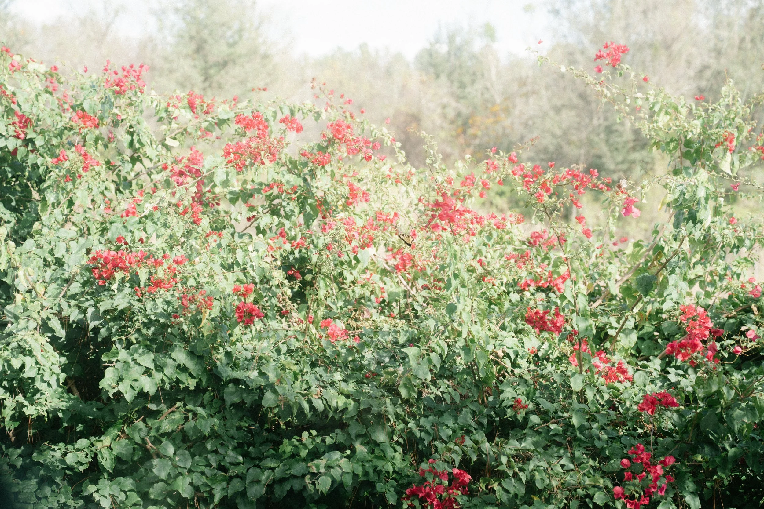 HillHouse Clermont wedding