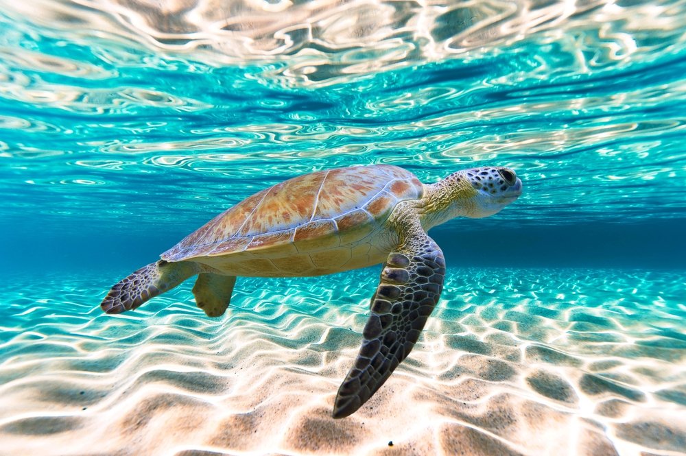 📍 Discover Maui&rsquo;s Top Snorkeling Spots! 🌊🐠

🌴 Molokini Crater
Dive into crystal-clear waters with 150+ feet of visibility! Swim among vibrant coral reefs and tropical fish in this crescent-shaped volcanic wonder.

🐢 Turtle Town
Meet Maui&r